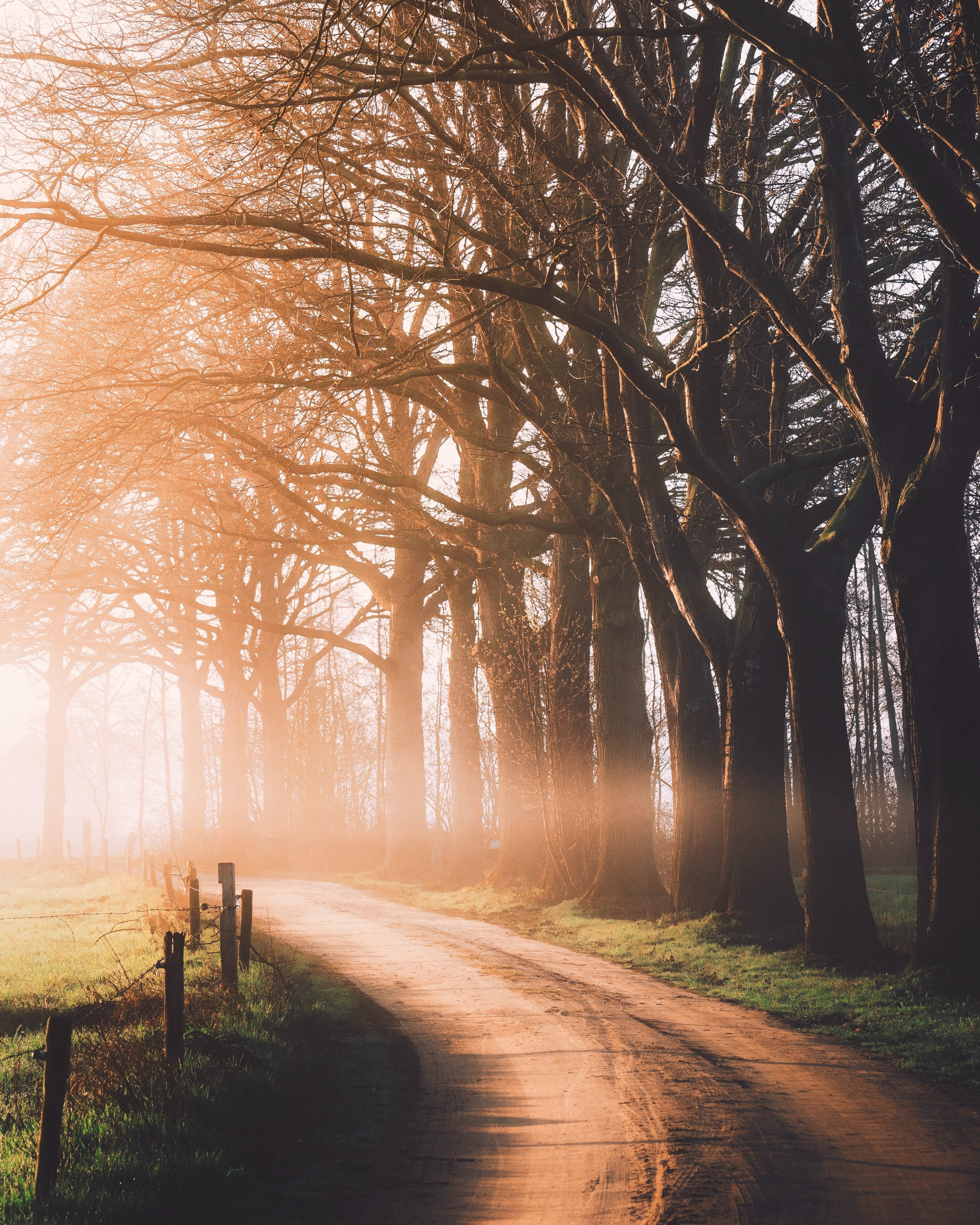 Autumn Wallpaper 4K, Dirt road, Sunlight, Morning, Foggy, Forest, Nature