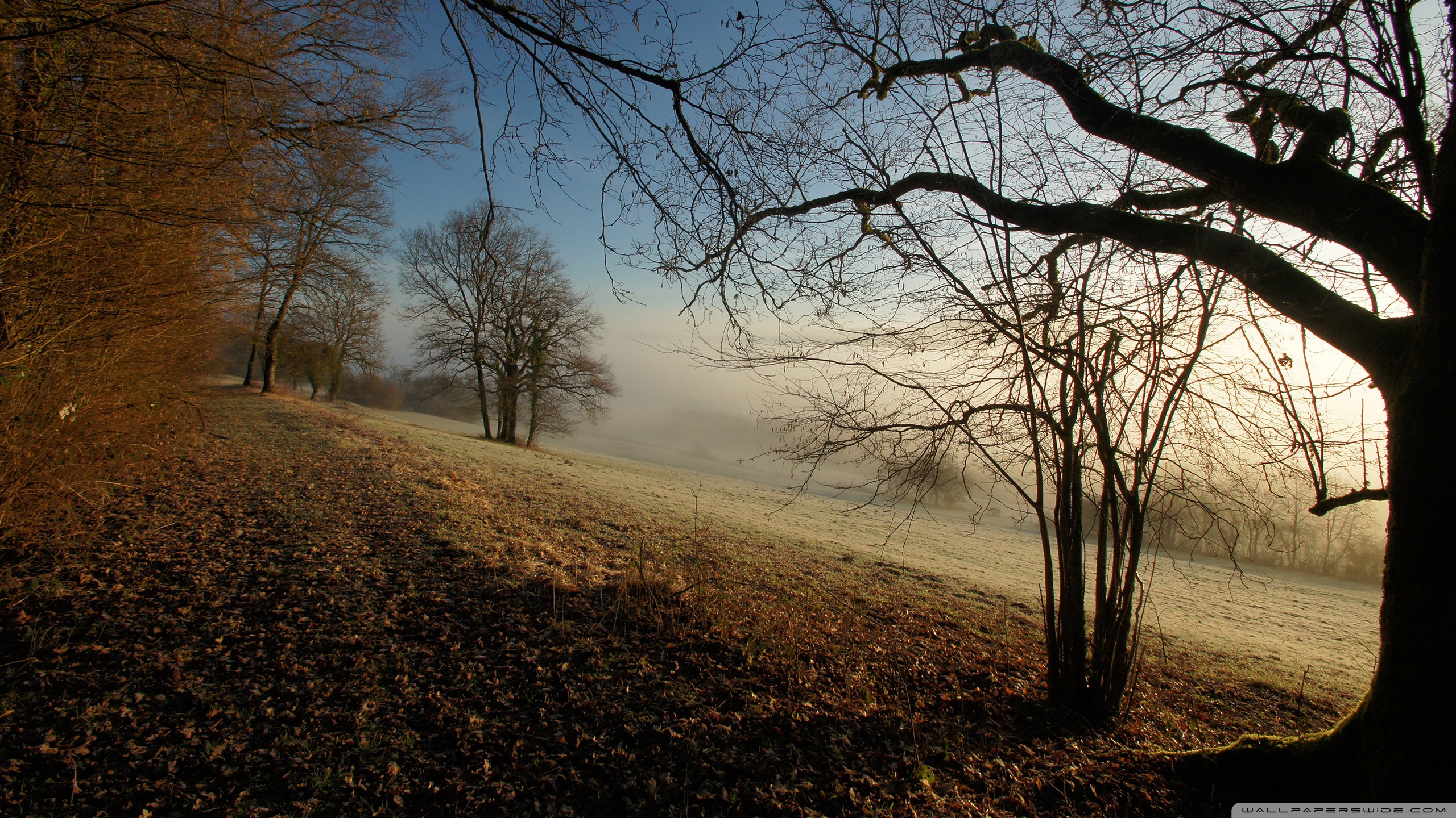 Autumn Foggy Morning Ultra HD Desktop Background Wallpaper for 4K UHD TV, Tablet