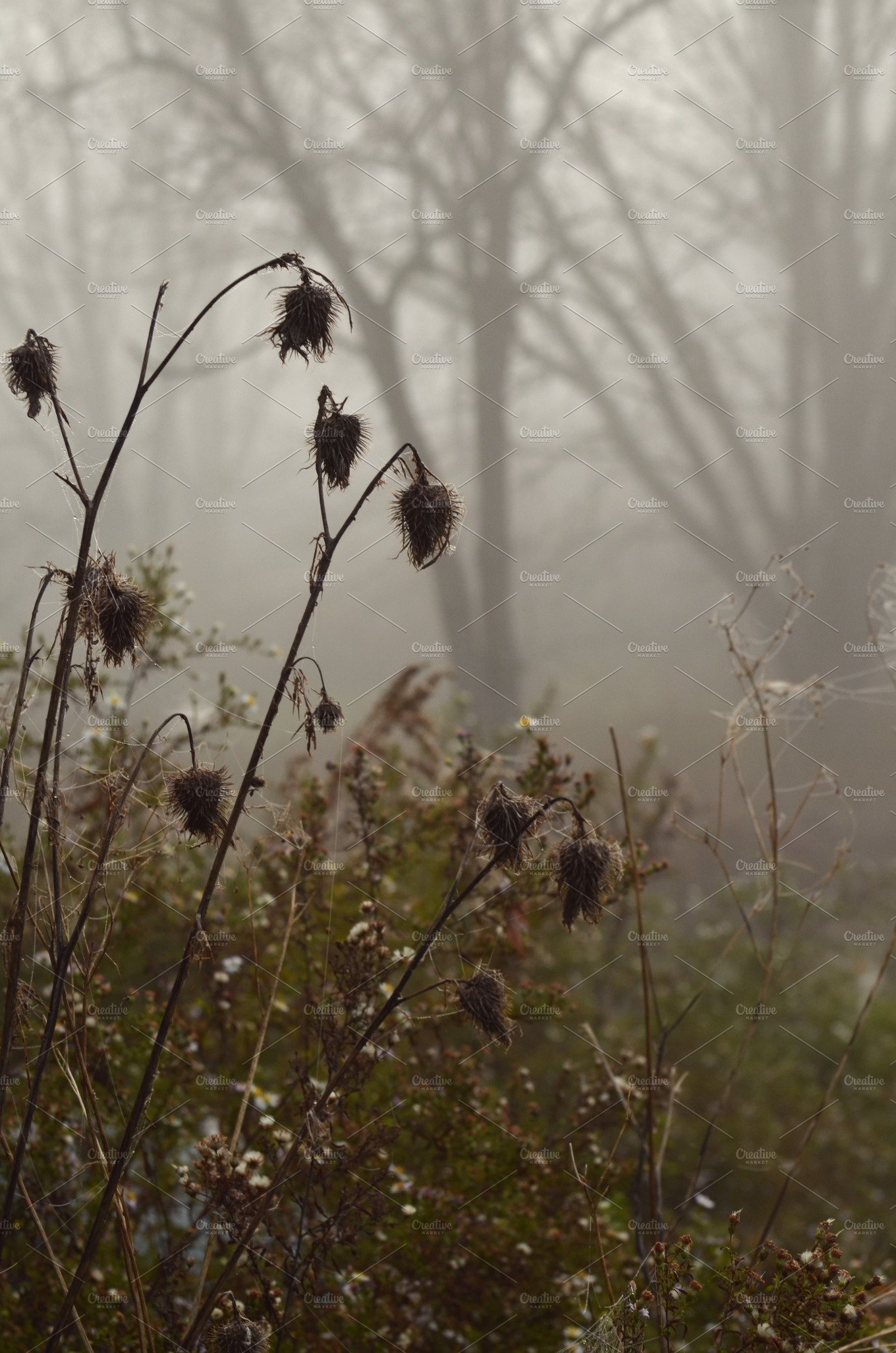 Foggy Autumn Mornings Wallpapers - Wallpaper Cave