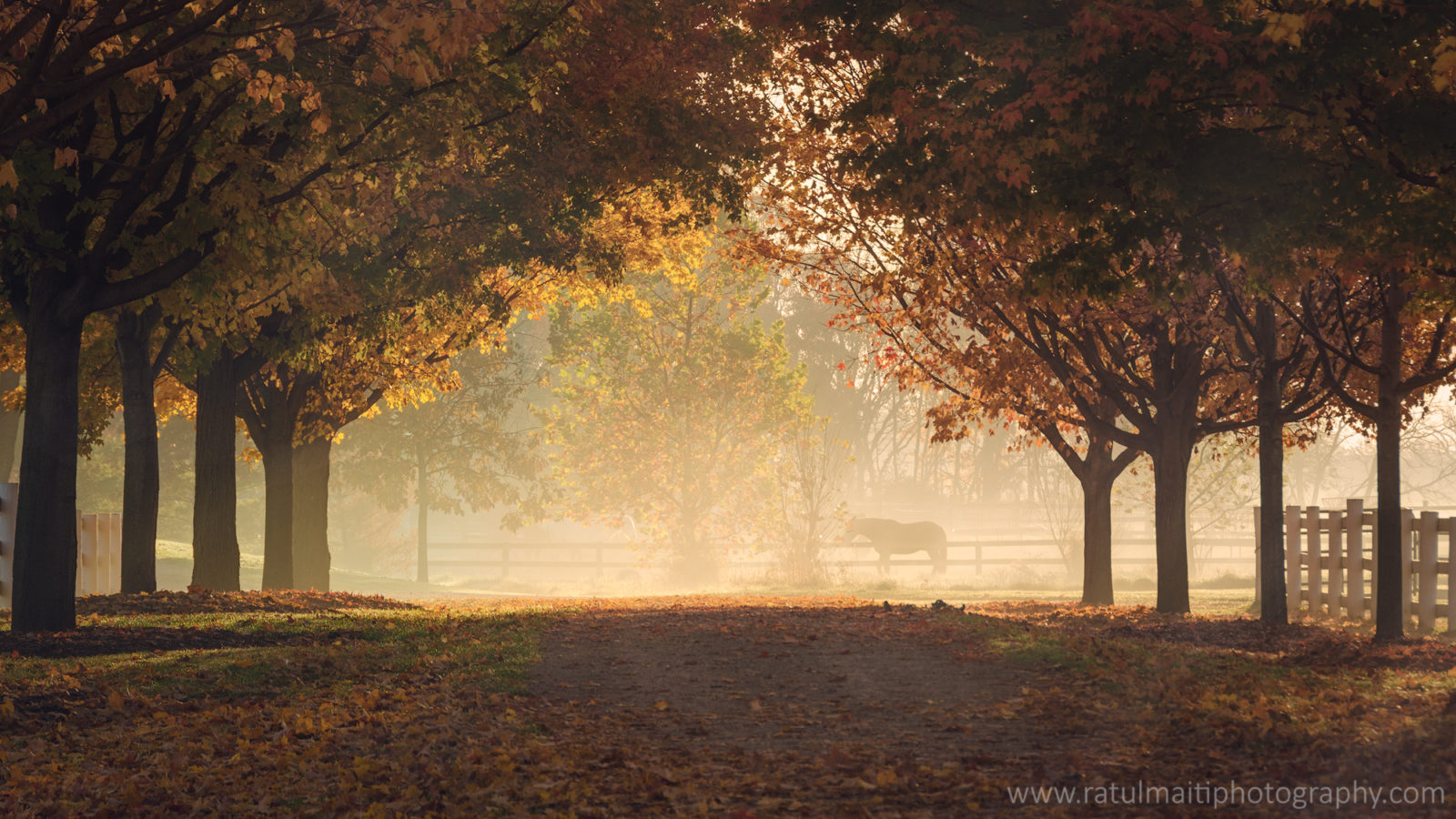 Foggy Autumn Mornings Wallpapers - Wallpaper Cave