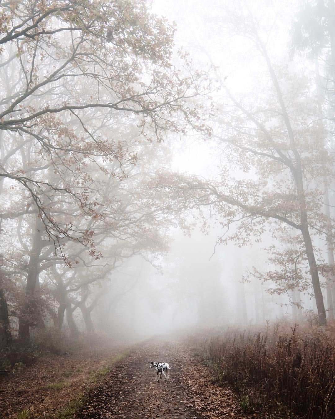 Foggy Autumn Mornings Wallpapers - Wallpaper Cave