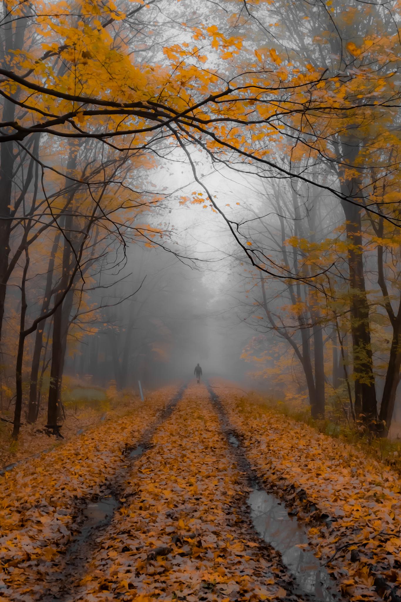 Foggy Autumn Mornings Wallpapers Wallpaper Cave