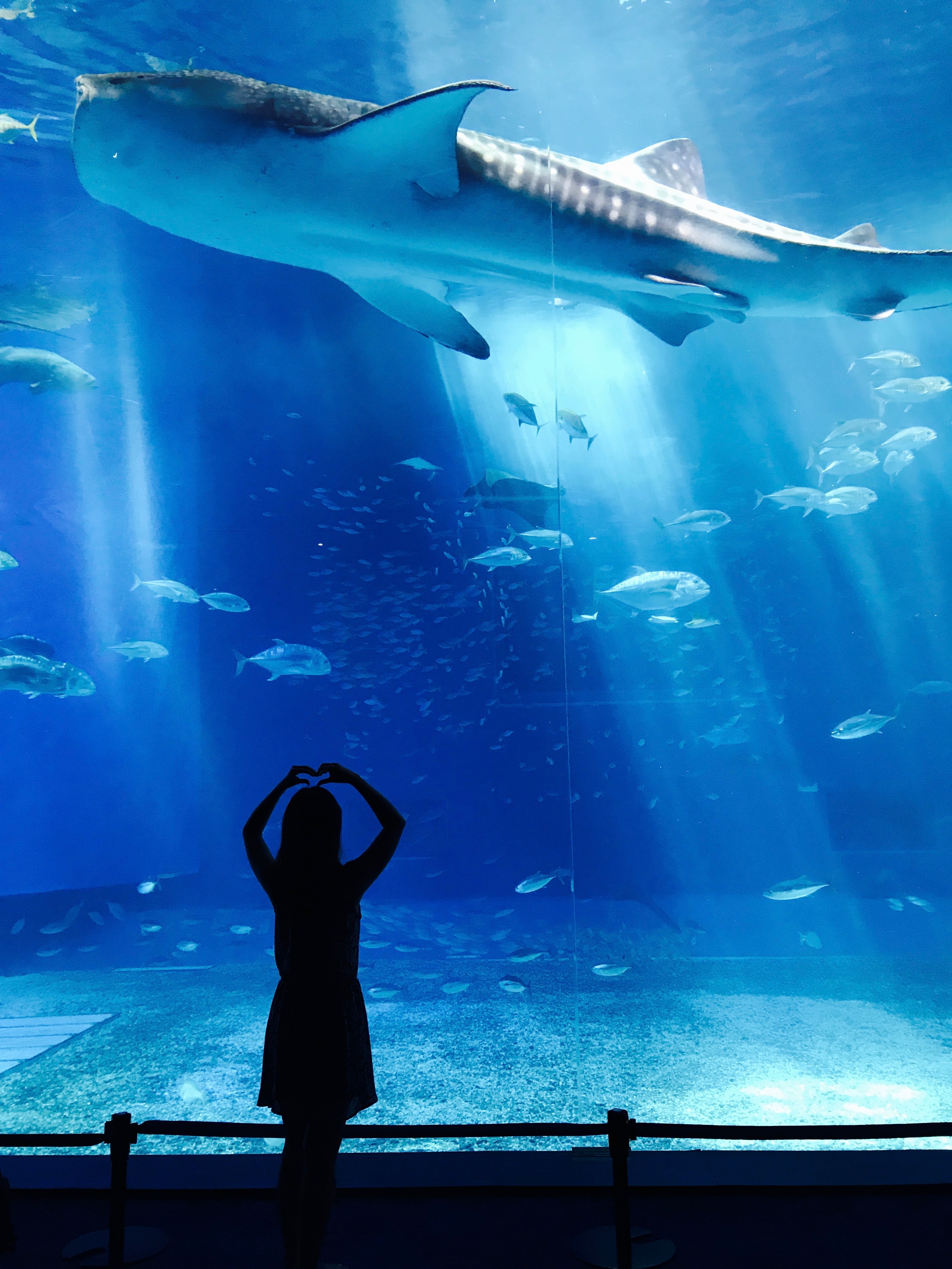 Aquarium Photo, Download The BEST Free Aquarium & HD Image