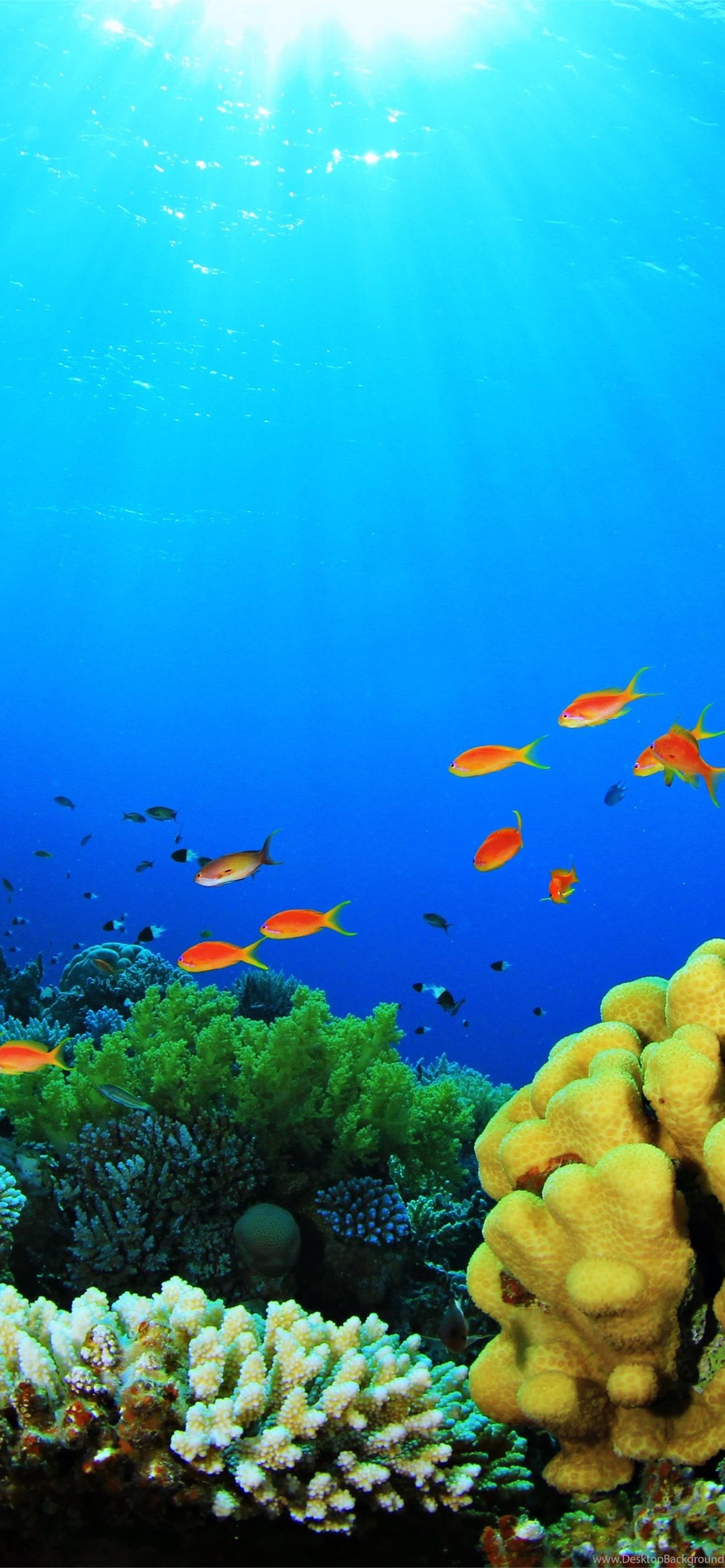 Best Aquarium iPhone HD Wallpaper