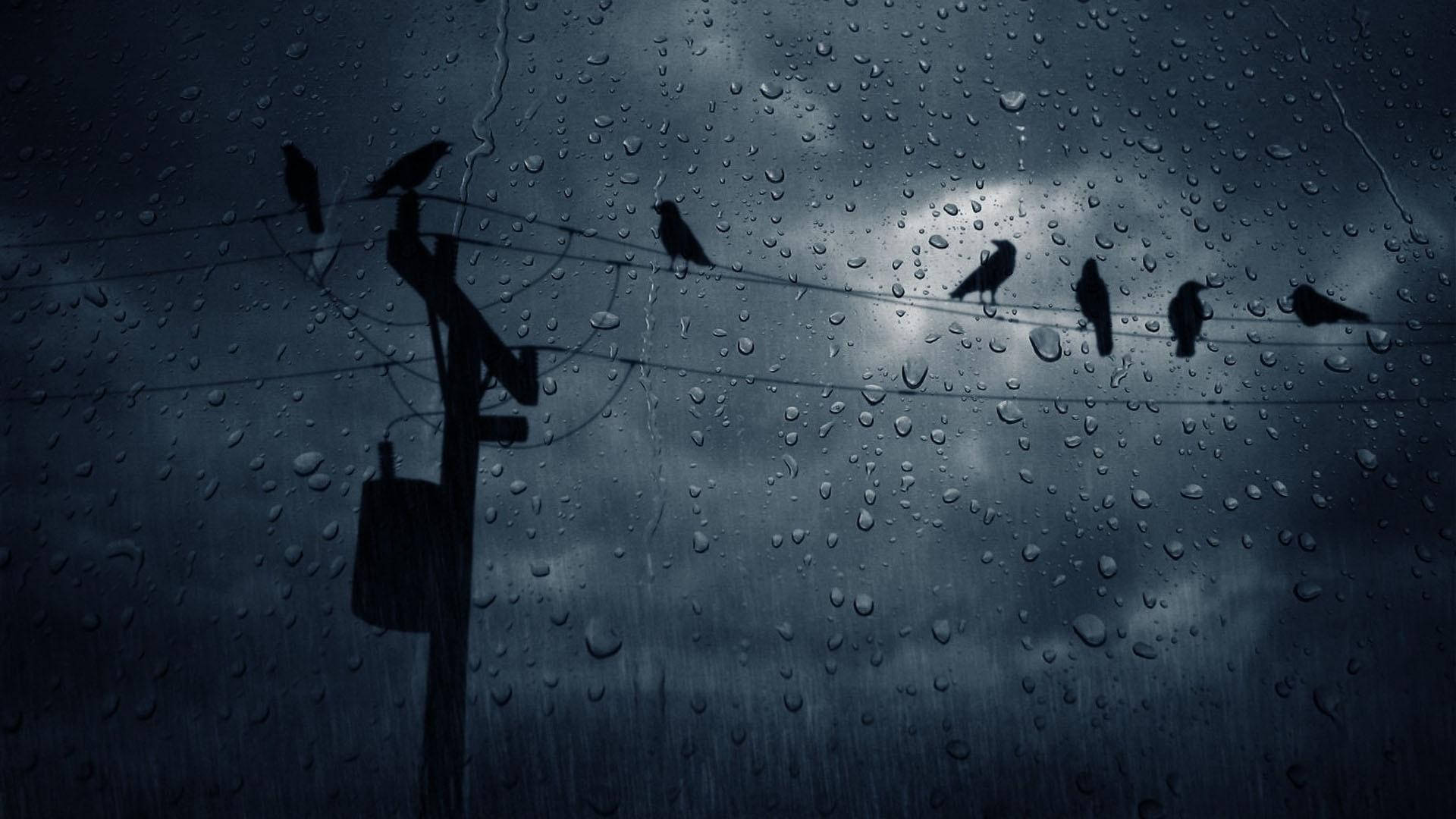 Download Dark Crows In The Rain Wallpaper