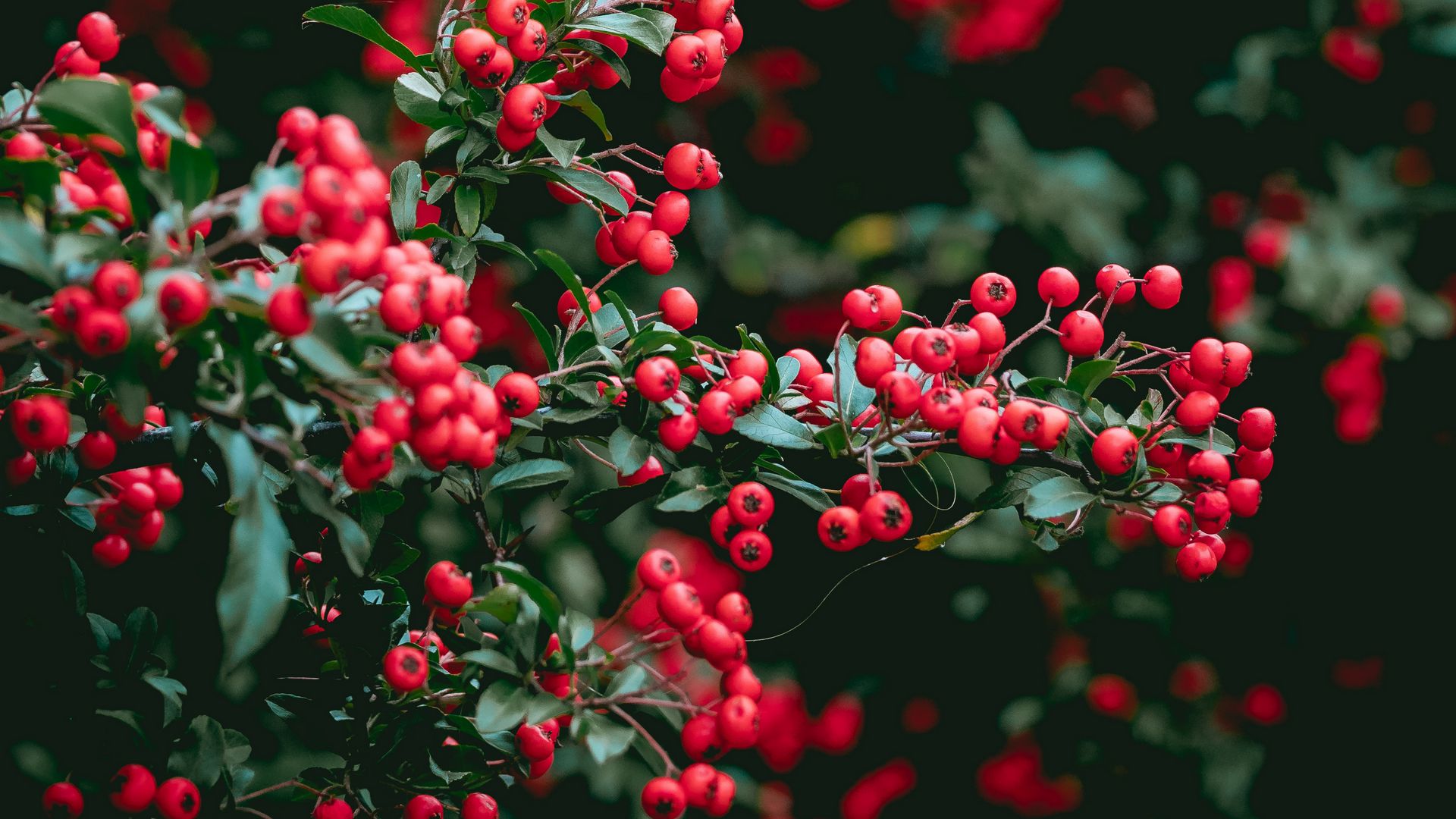 Download wallpaper 1920x1080 berries, red berries, leaves, branches full hd, hdtv, fhd, 1080p HD background