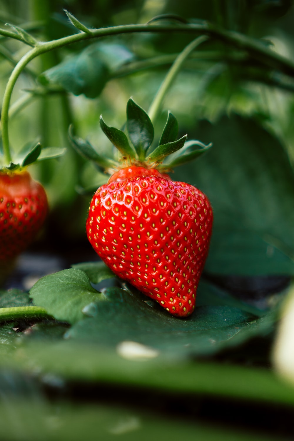 red strawberry fruit on green leaves photo