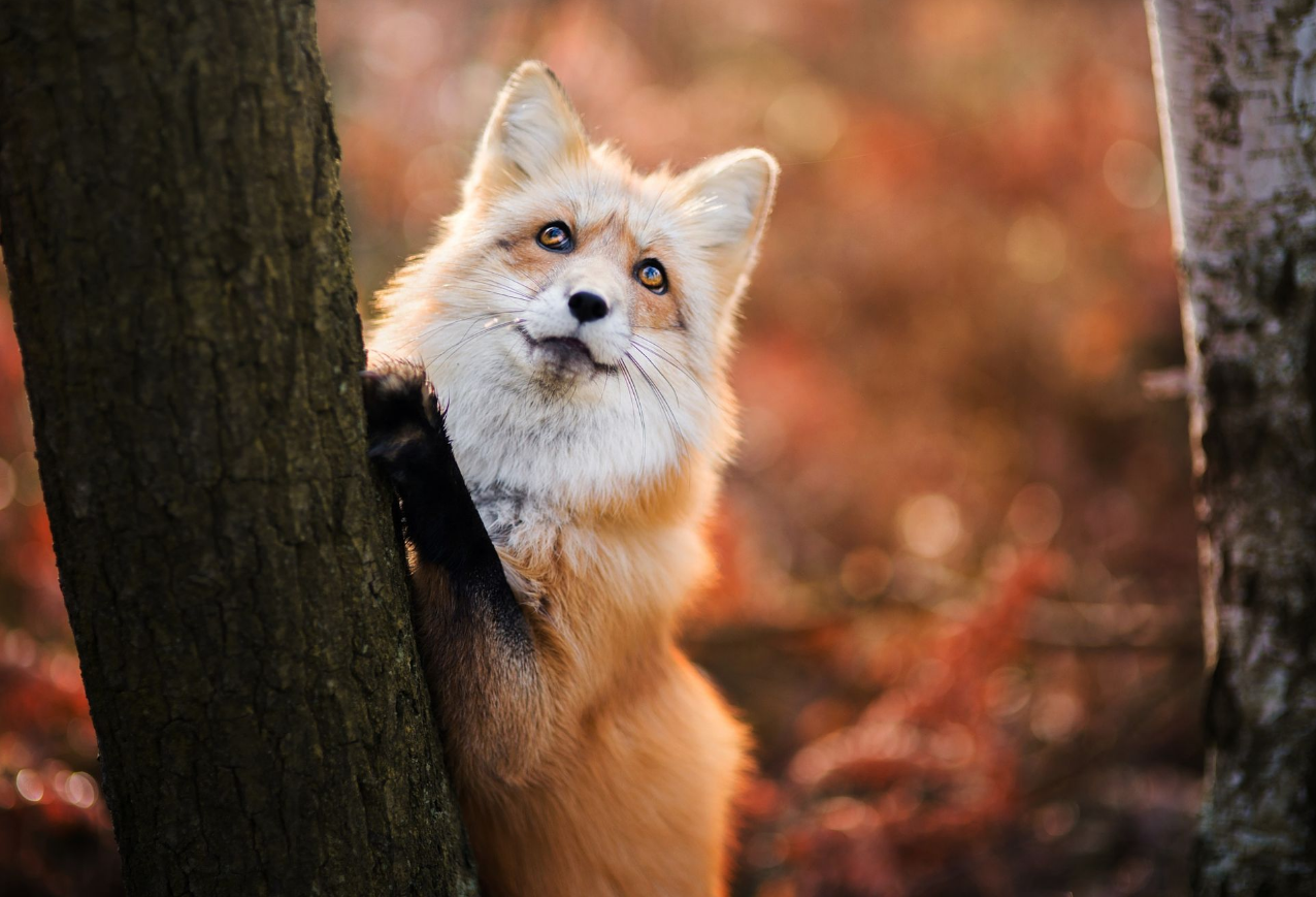 Red Fox in Autumn Foxes Photo