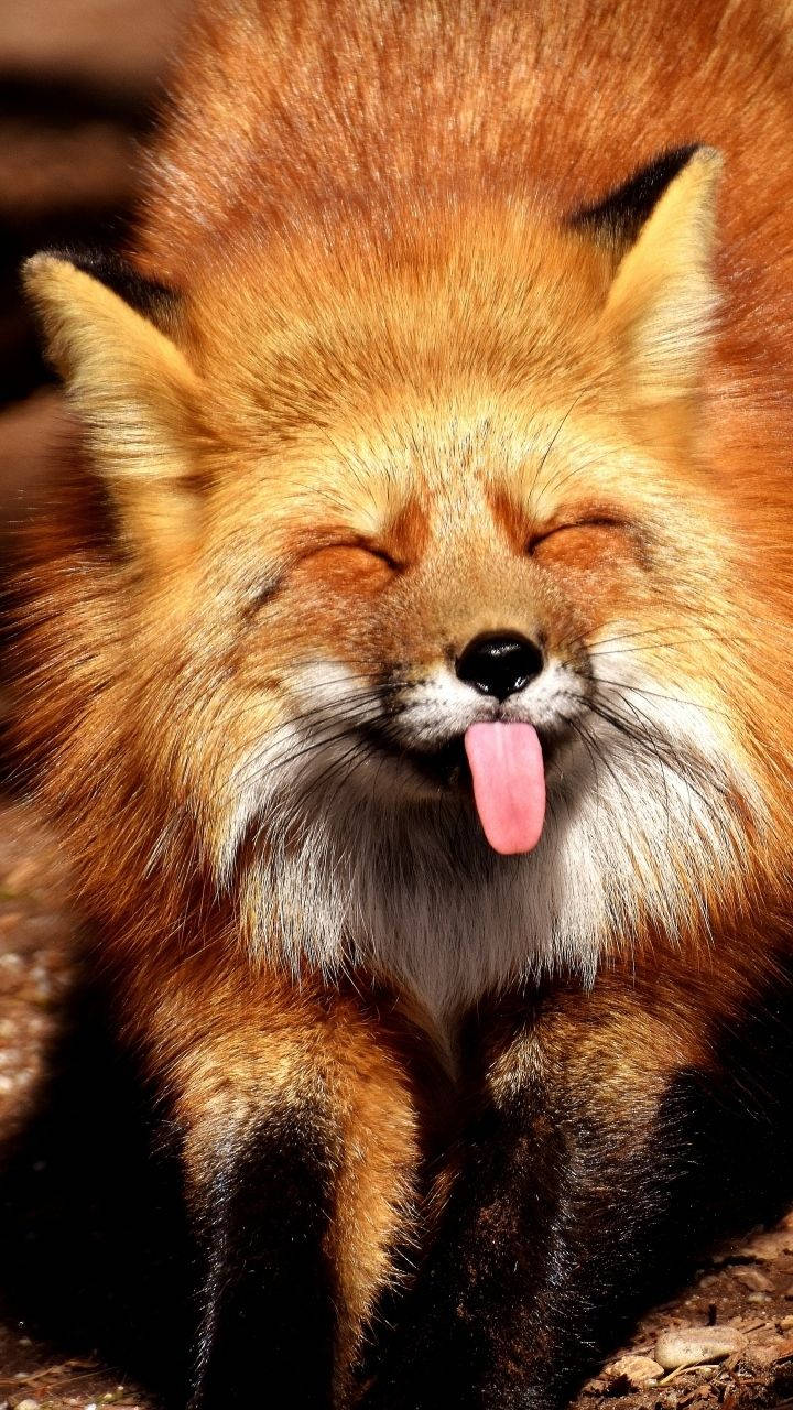 Download Cute Fox Sticking Its Tongue Out Wallpaper