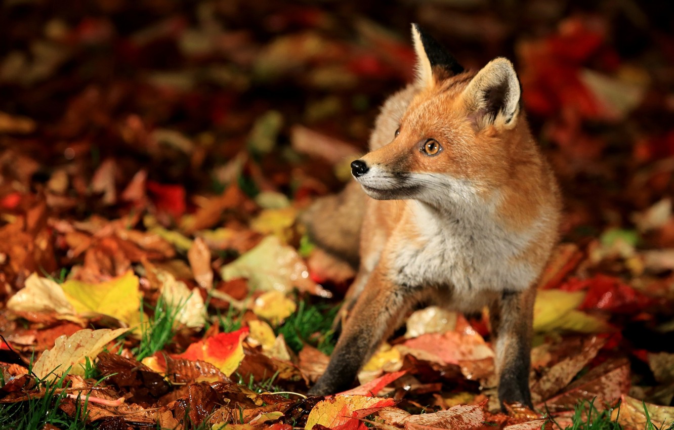 Wallpaper autumn, leaves, Fox, Fox image for desktop, section животные