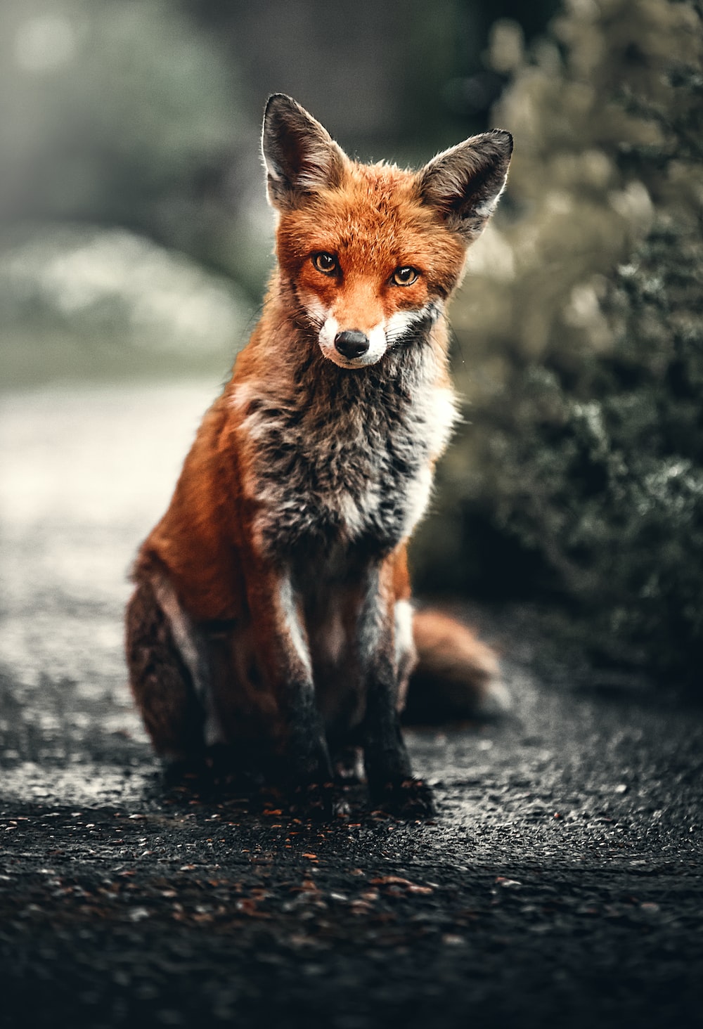 Orange and silver fox photo