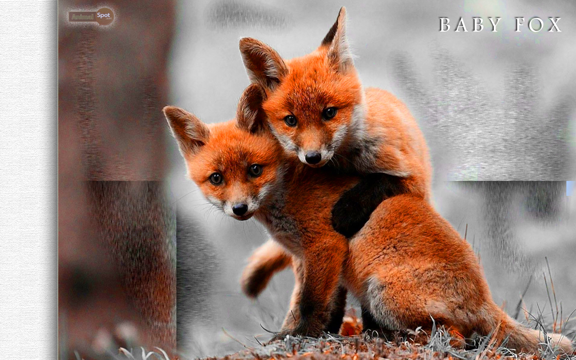 Fox Wallpaper