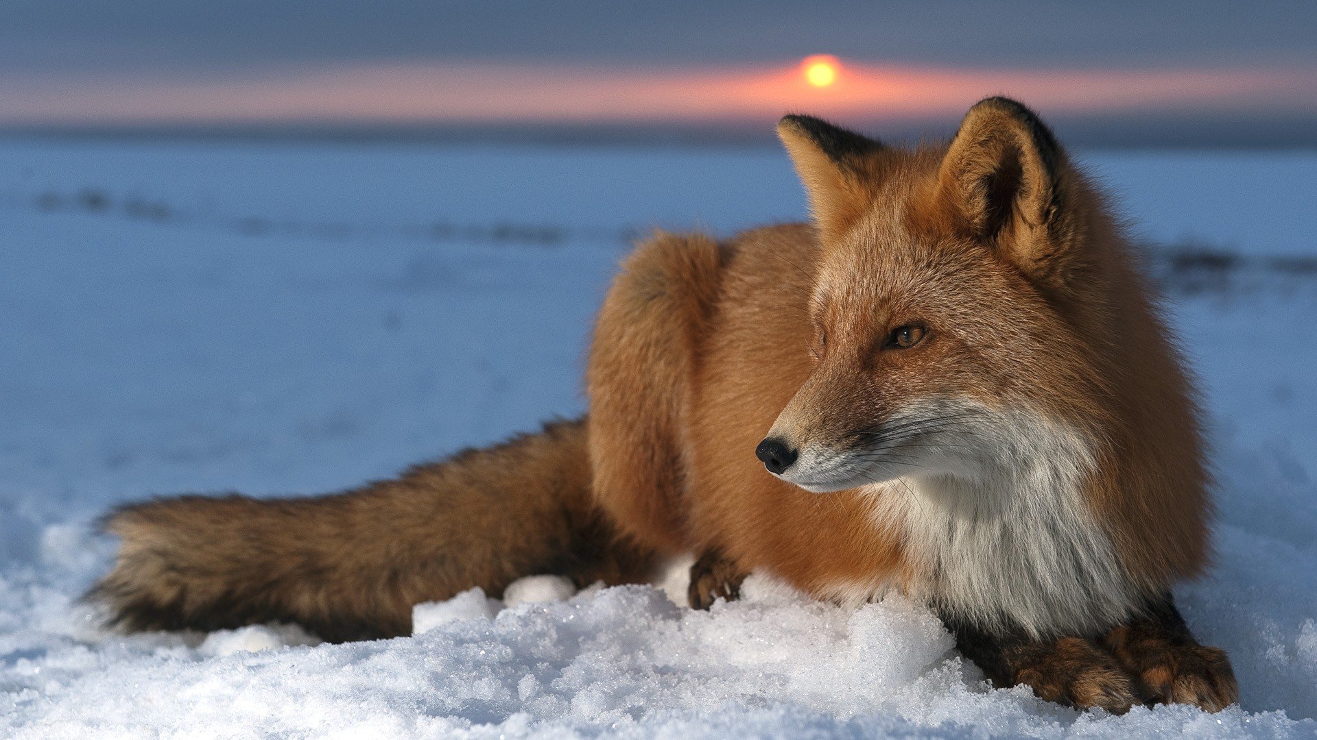 Fox HD Wallpaper and Background