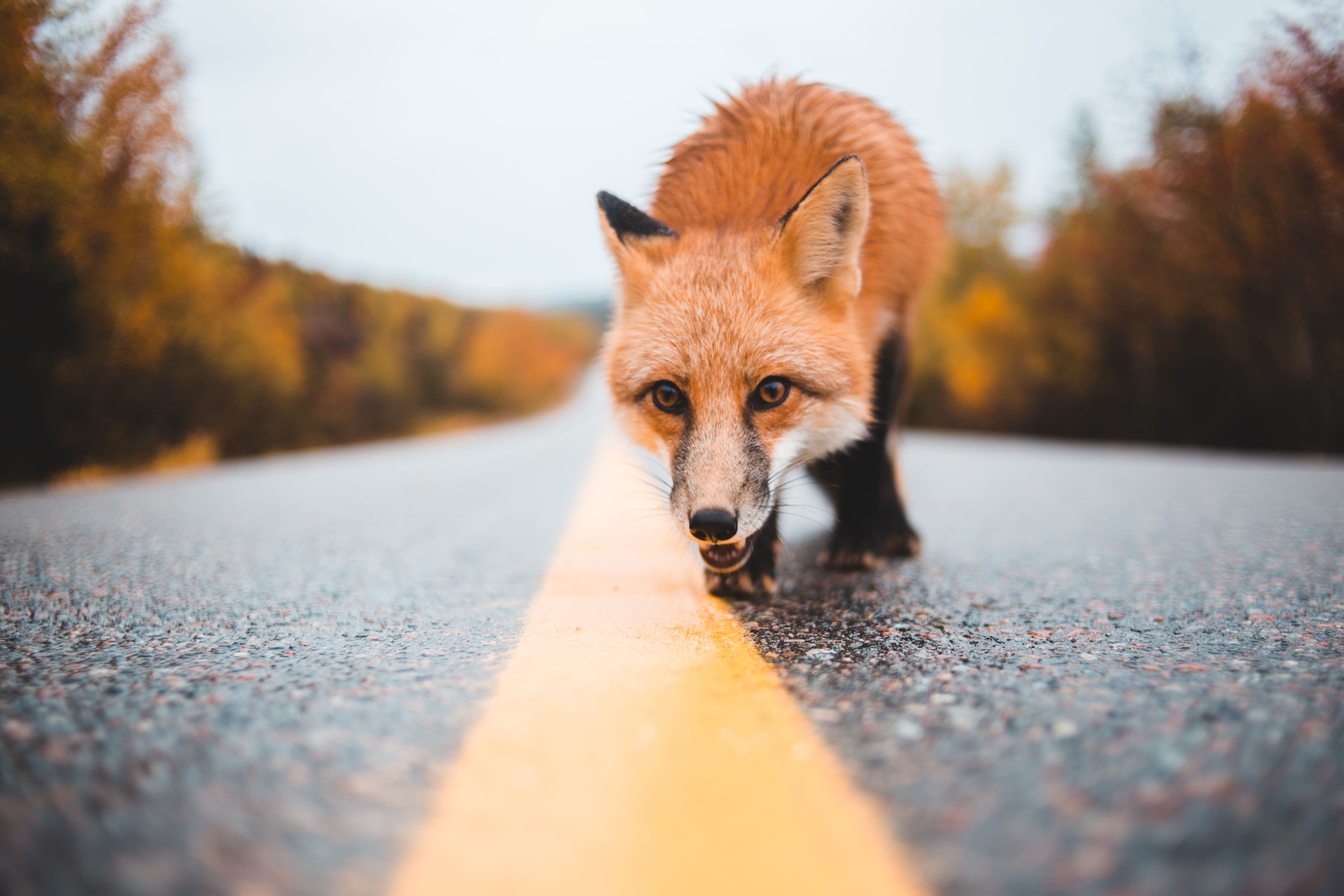 Colorful fox walking on empty road · Free