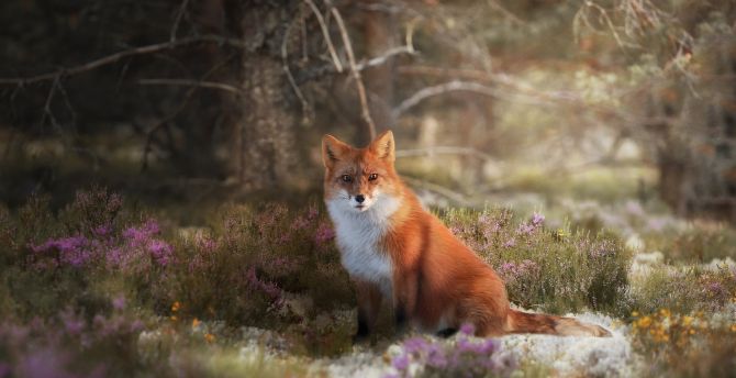 Wallpaper wildlife, meadow, red fox, animal desktop wallpaper, HD image, picture, background, e1c35e