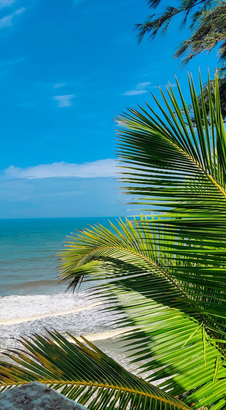 Varkala Beach. Beach, Plant leaves, Coconut tree