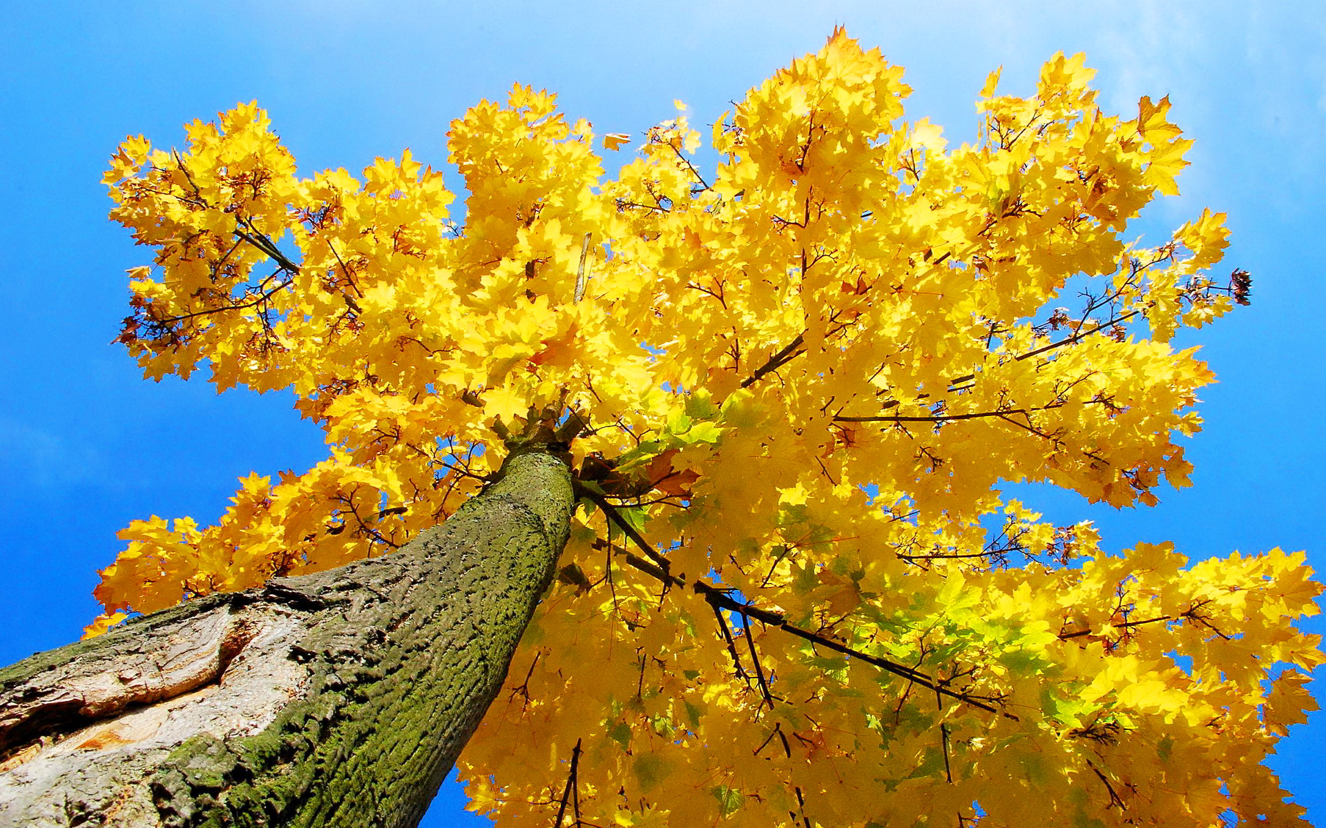 Yellow Autumn Tree Wallpapers - Wallpaper Cave