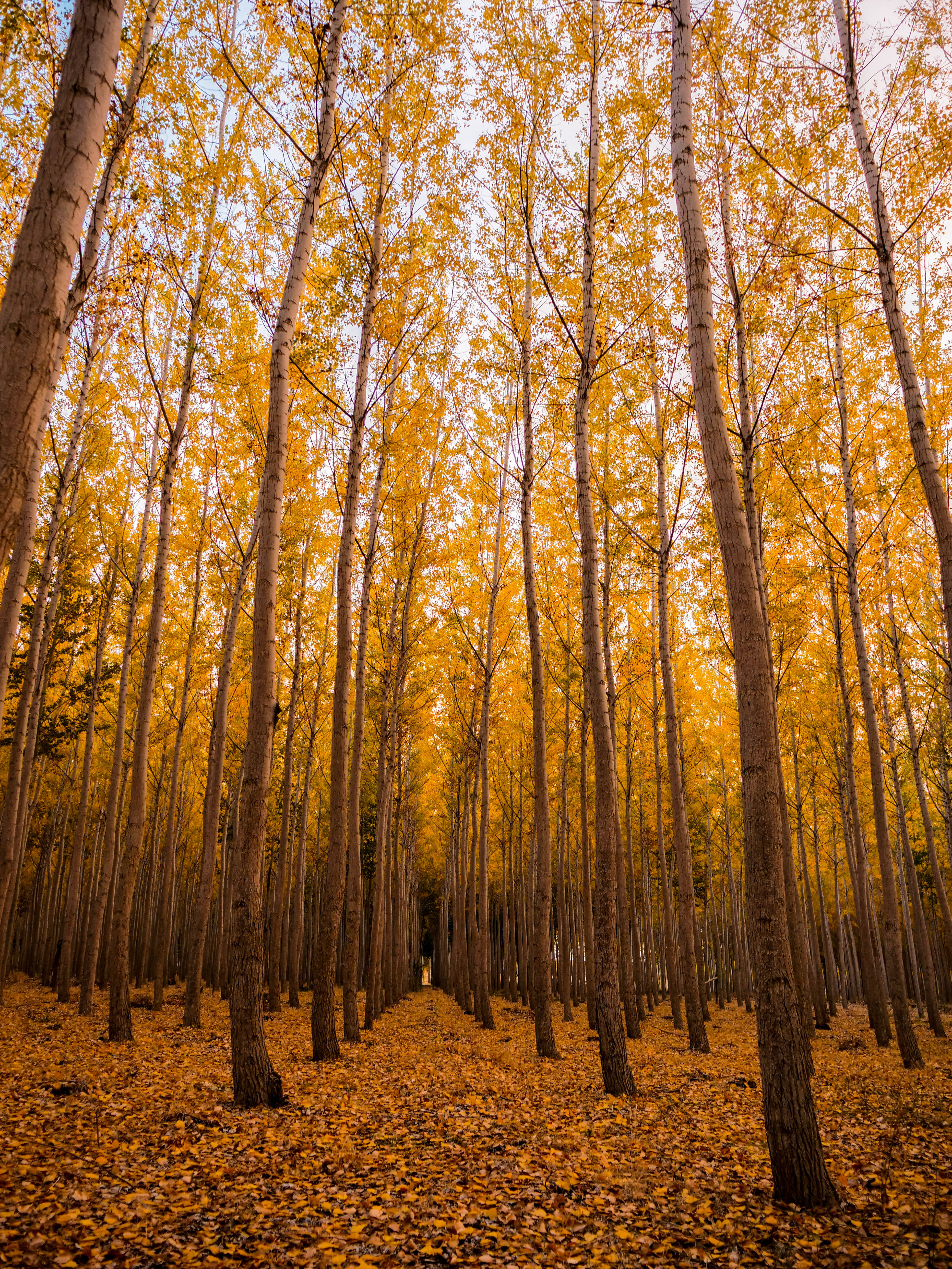 Download Yellow Autumn Forest Wallpaper