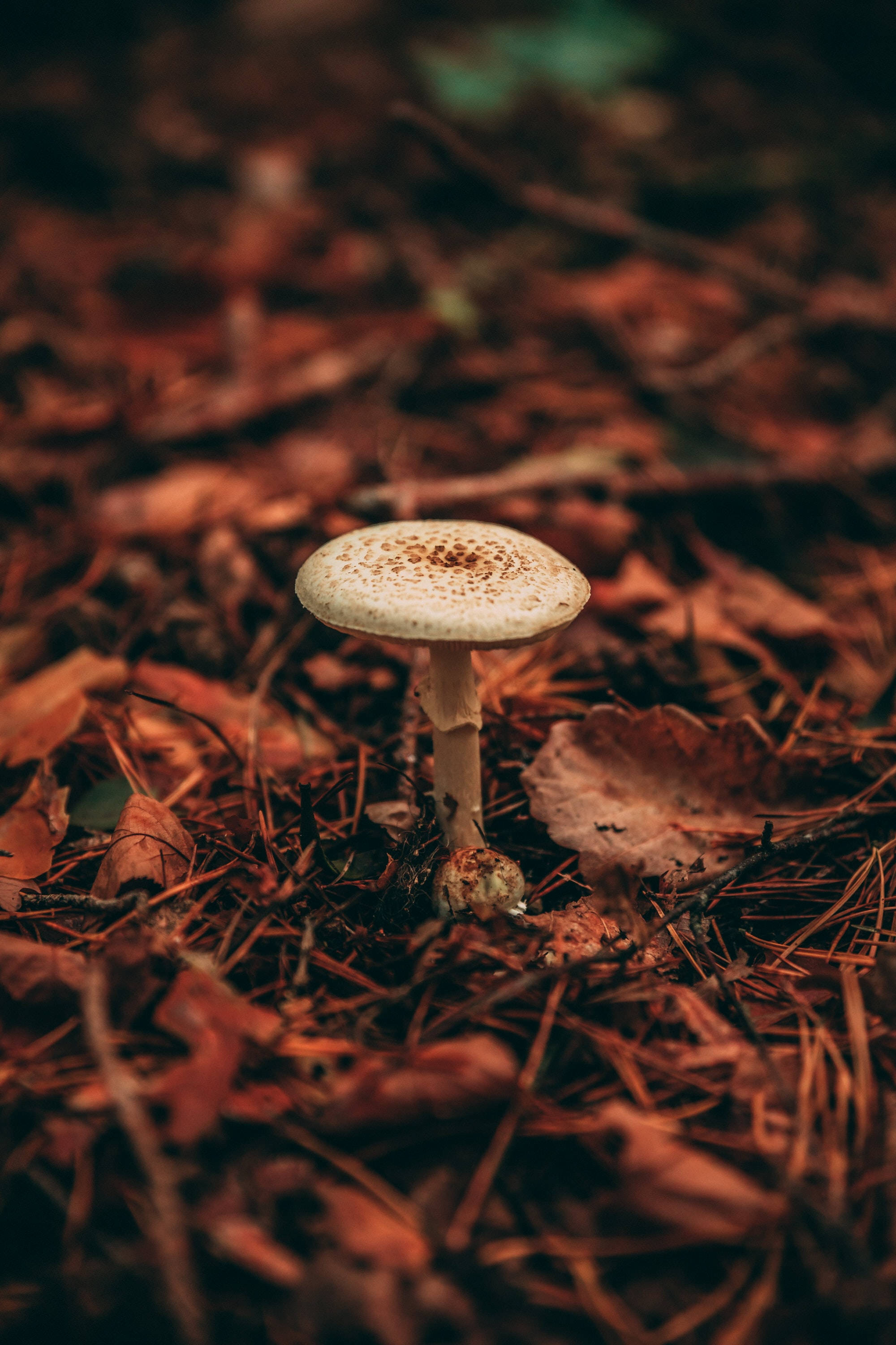 Download Mushroom In Autumn Wallpaper