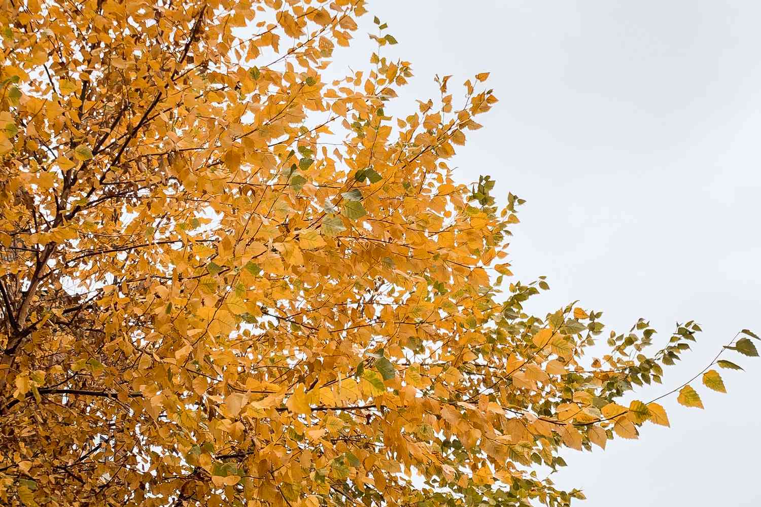 Trees With Brilliant Fall Color