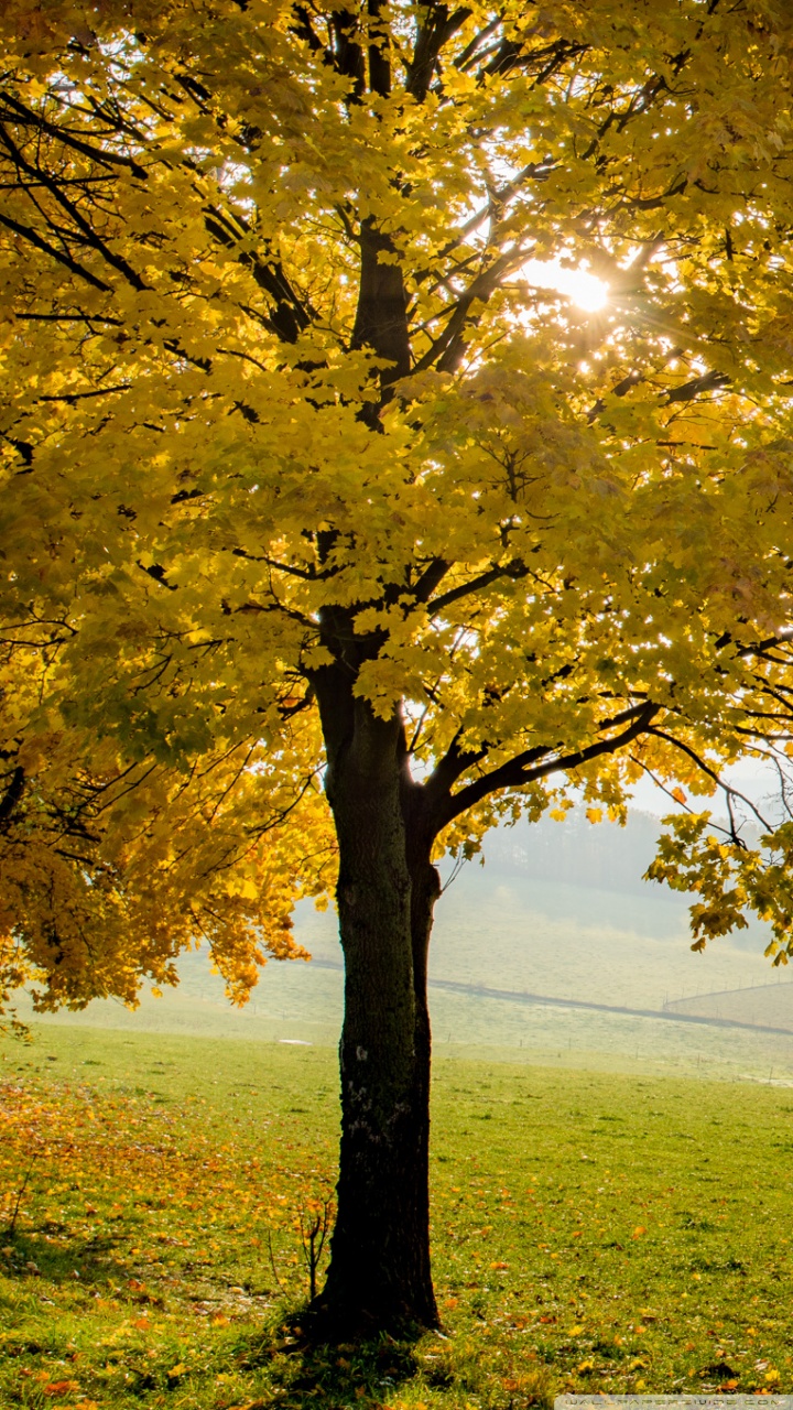 Yellow Autumn Tree Wallpapers - Wallpaper Cave