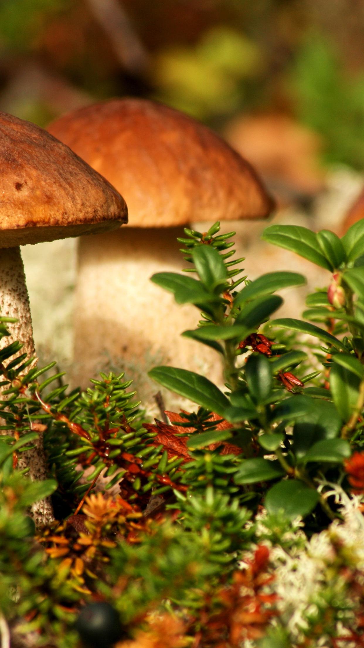 Delicious mushrooms on a wonderful Autumn season