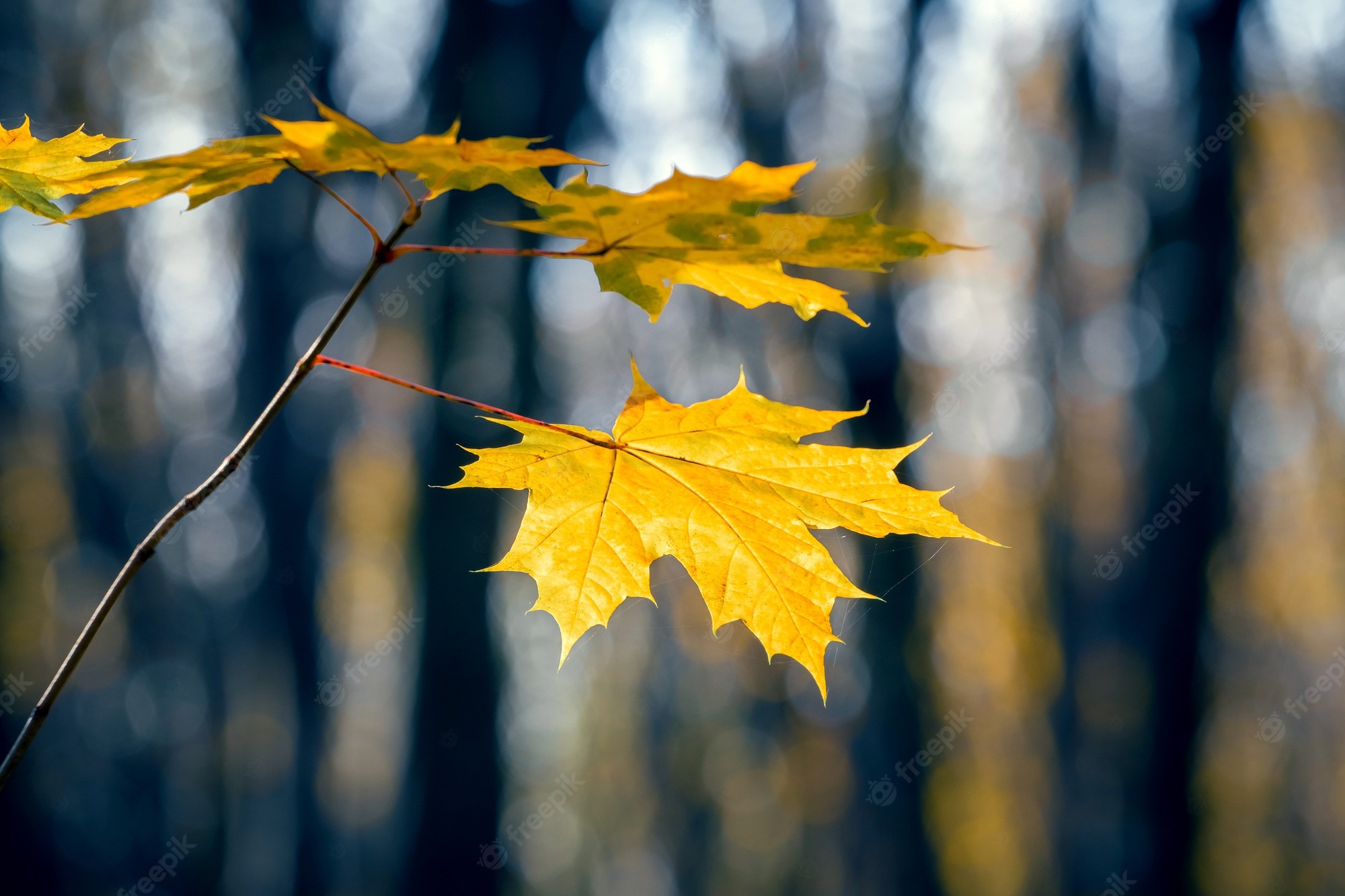 Yellow Autumn Tree Wallpapers - Wallpaper Cave