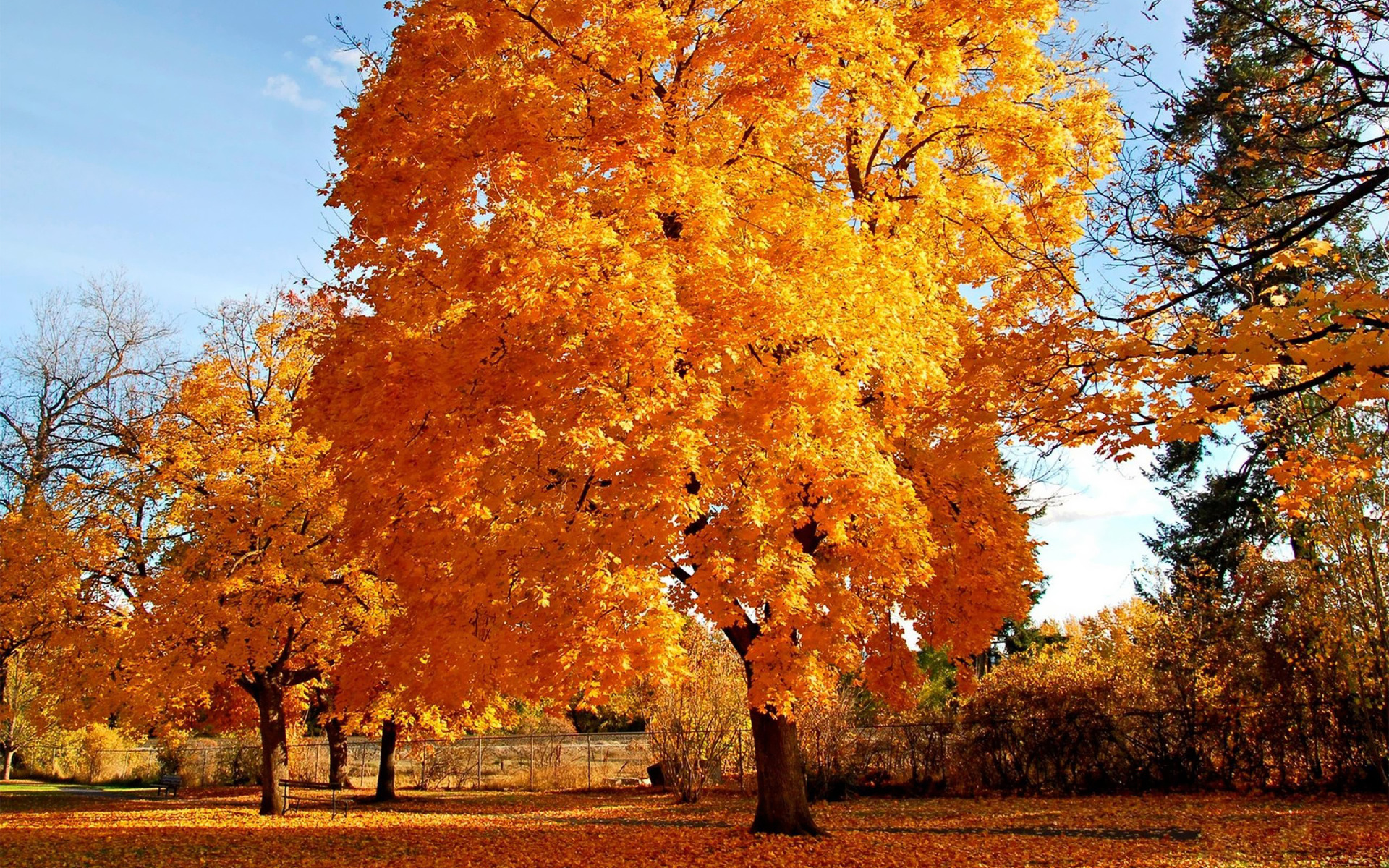 Yellow Autumn Tree Wallpapers - Wallpaper Cave