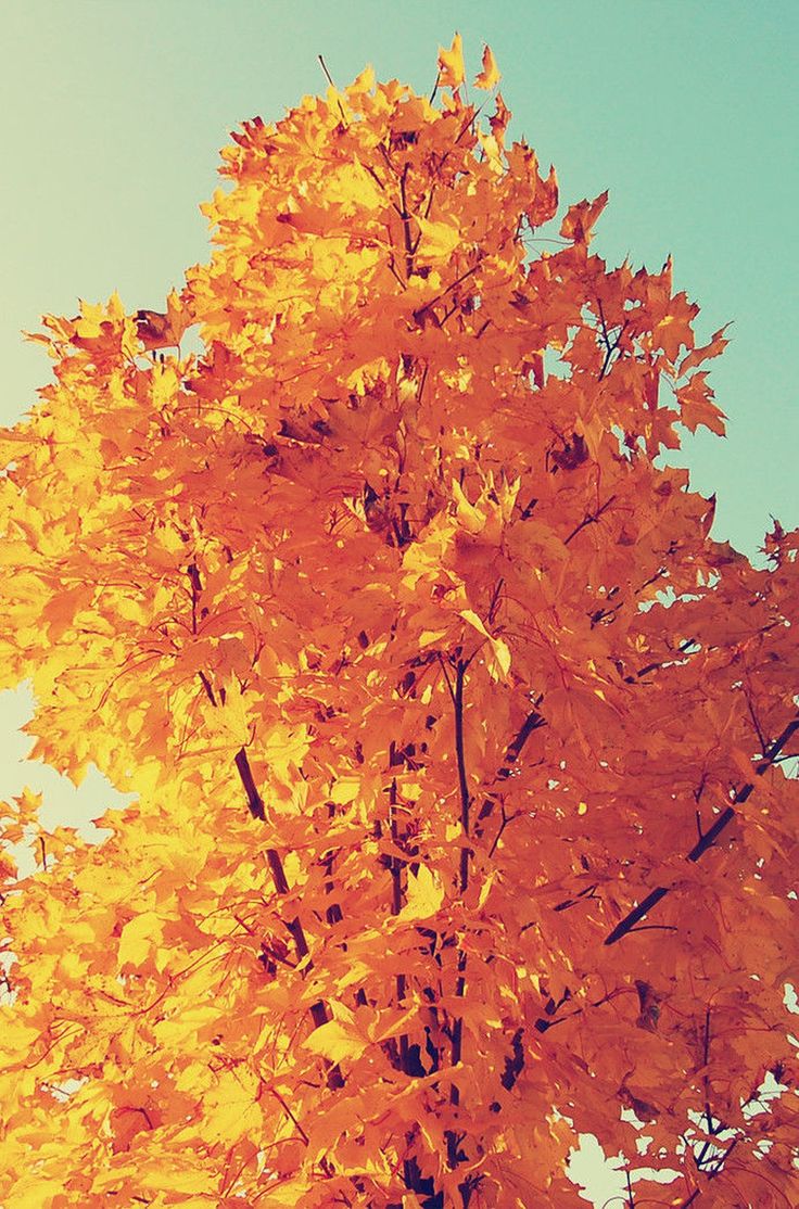 Yellow Autumn Tree Wallpapers - Wallpaper Cave