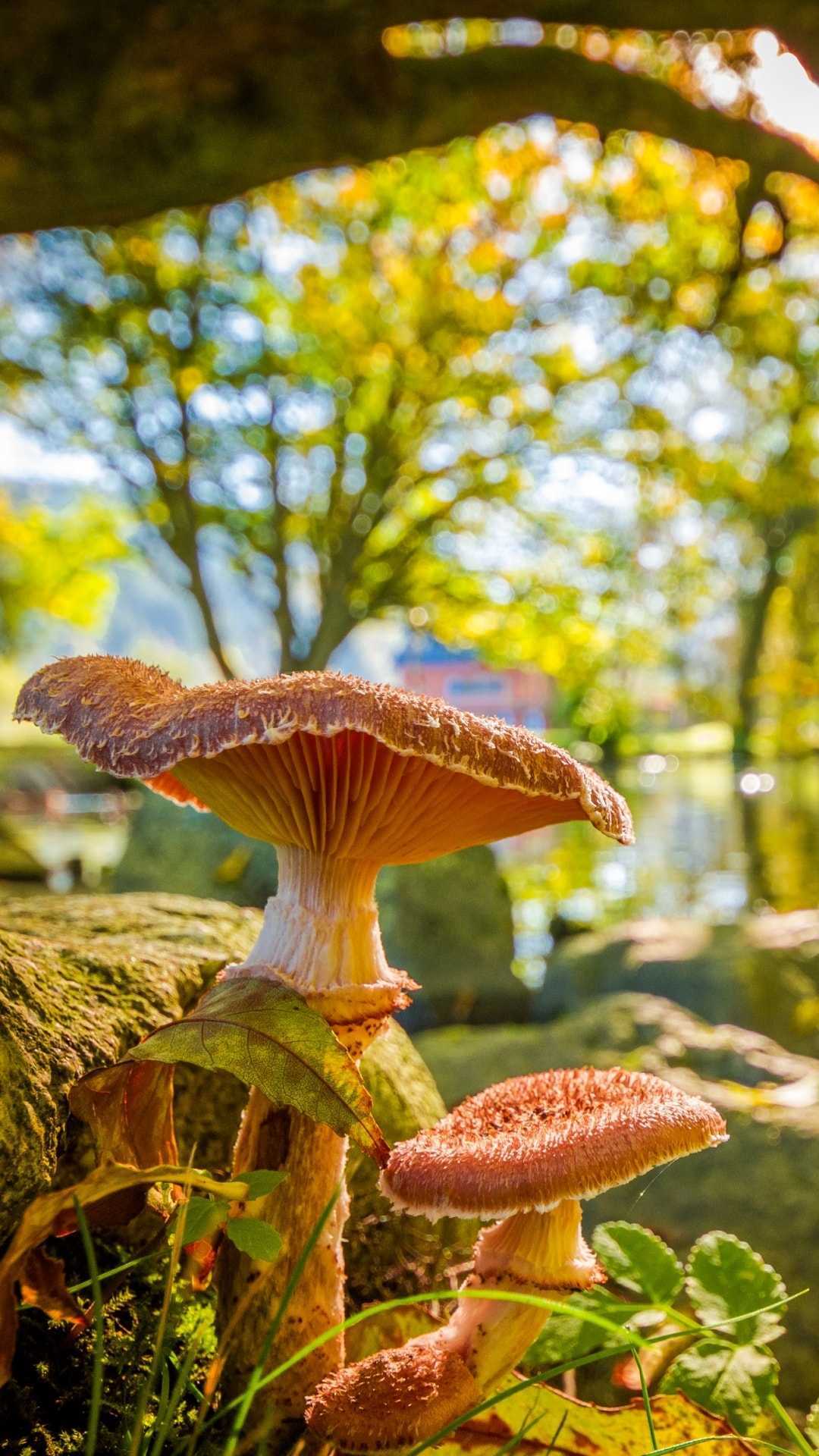 Mushroom iphone Wallpaper