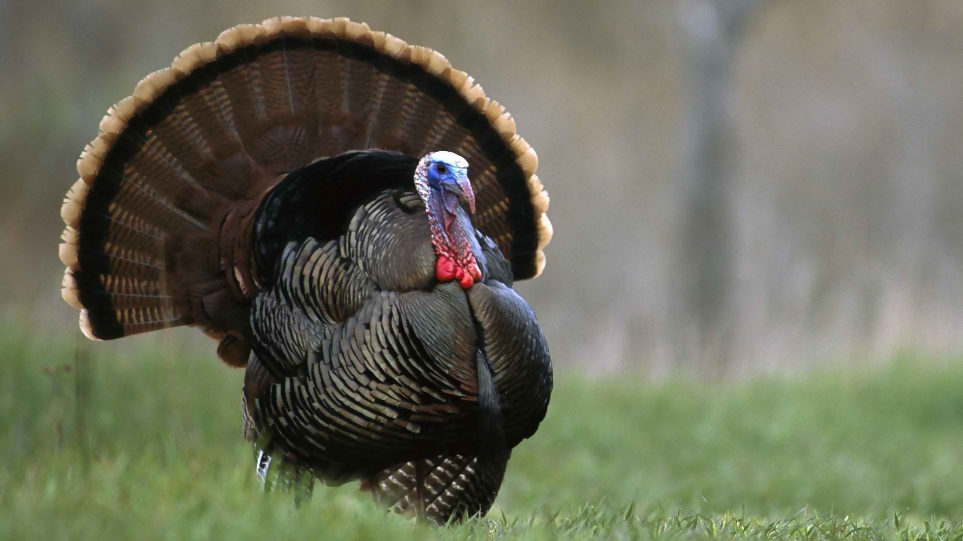 turkey, Bird, Wildlife, Thanksgiving, Nature Wallpaper HD / Desktop and Mobile Background