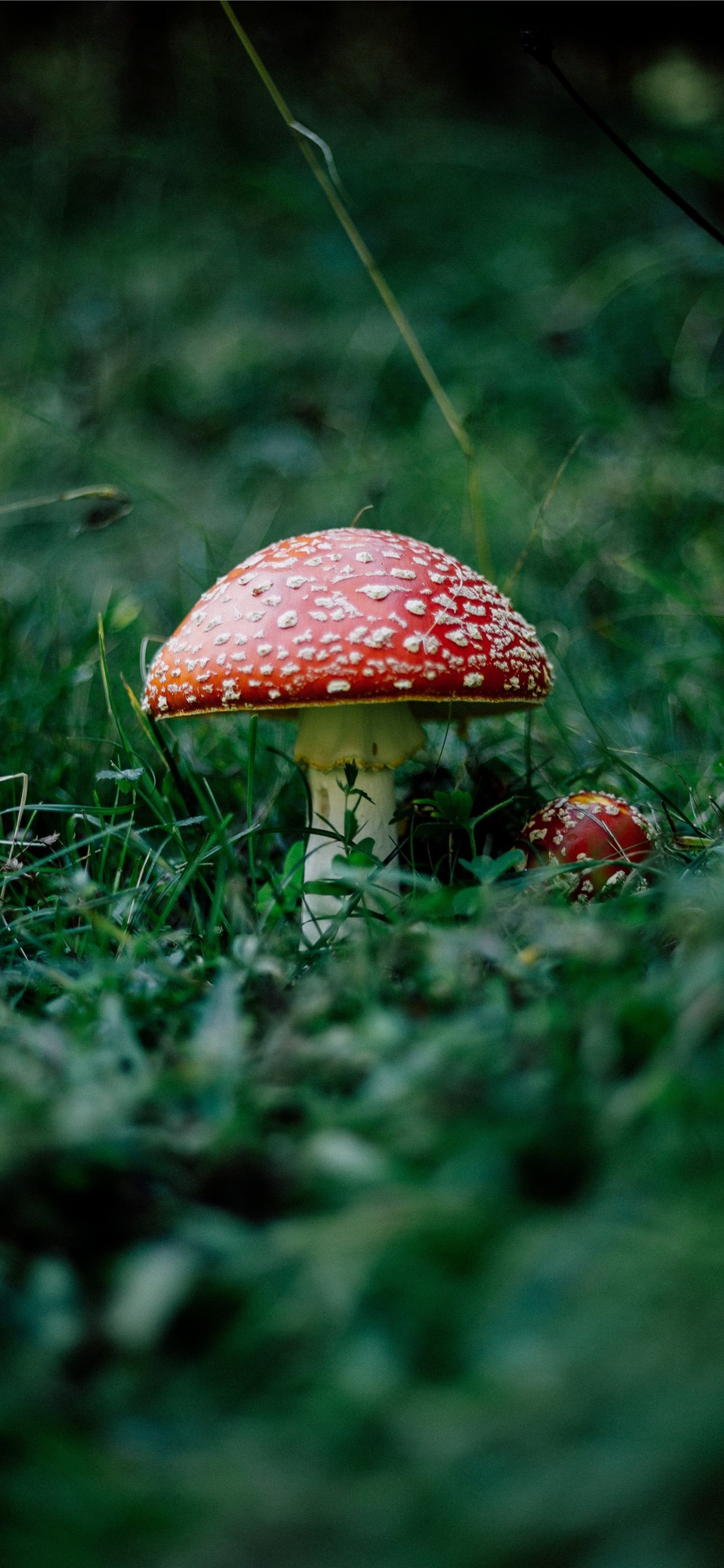 mushrooms iPhone Wallpaper Free Download