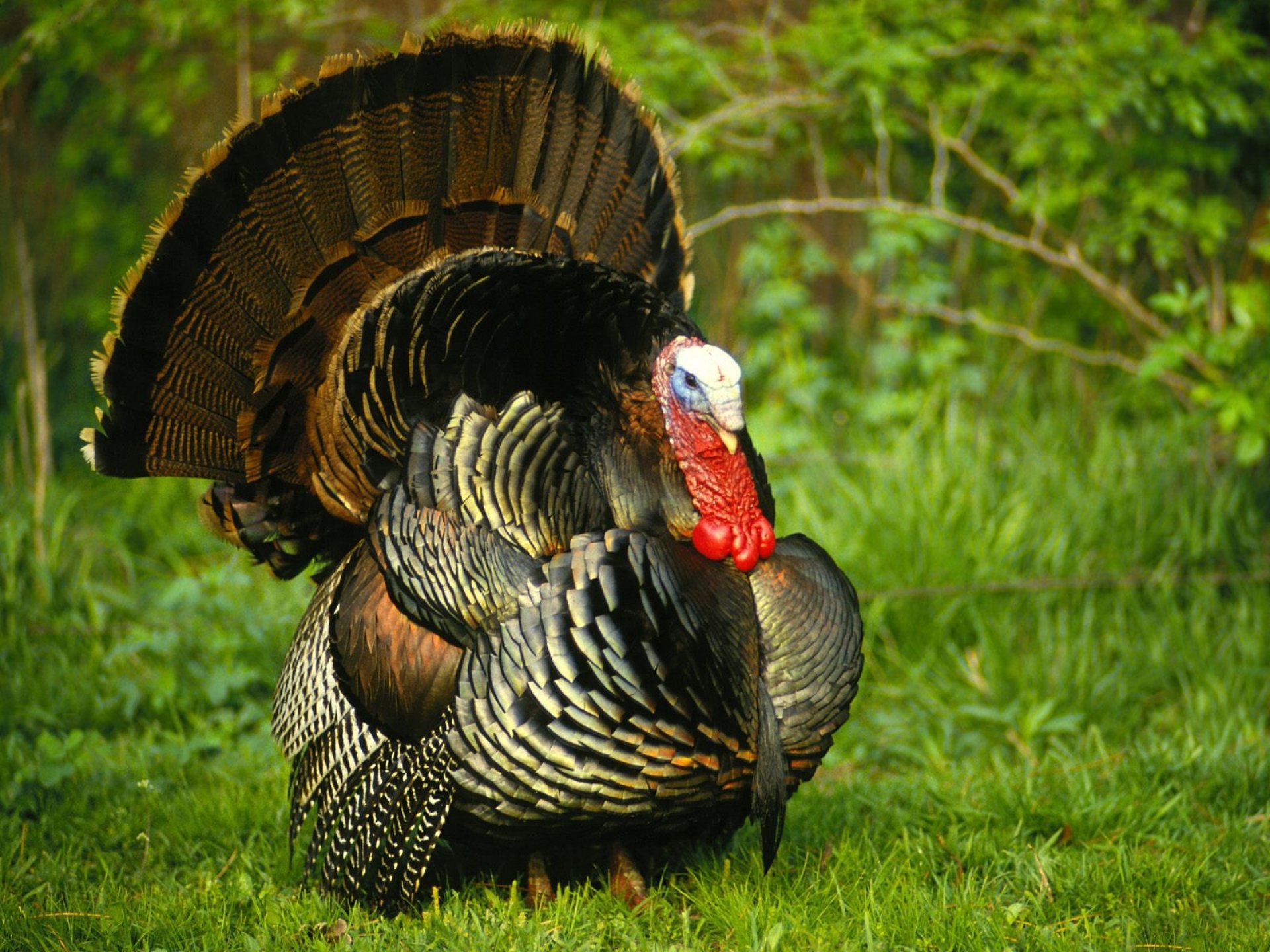 turkey, Bird, Wildlife, Thanksgiving, Nature Wallpaper HD / Desktop and Mobile Background