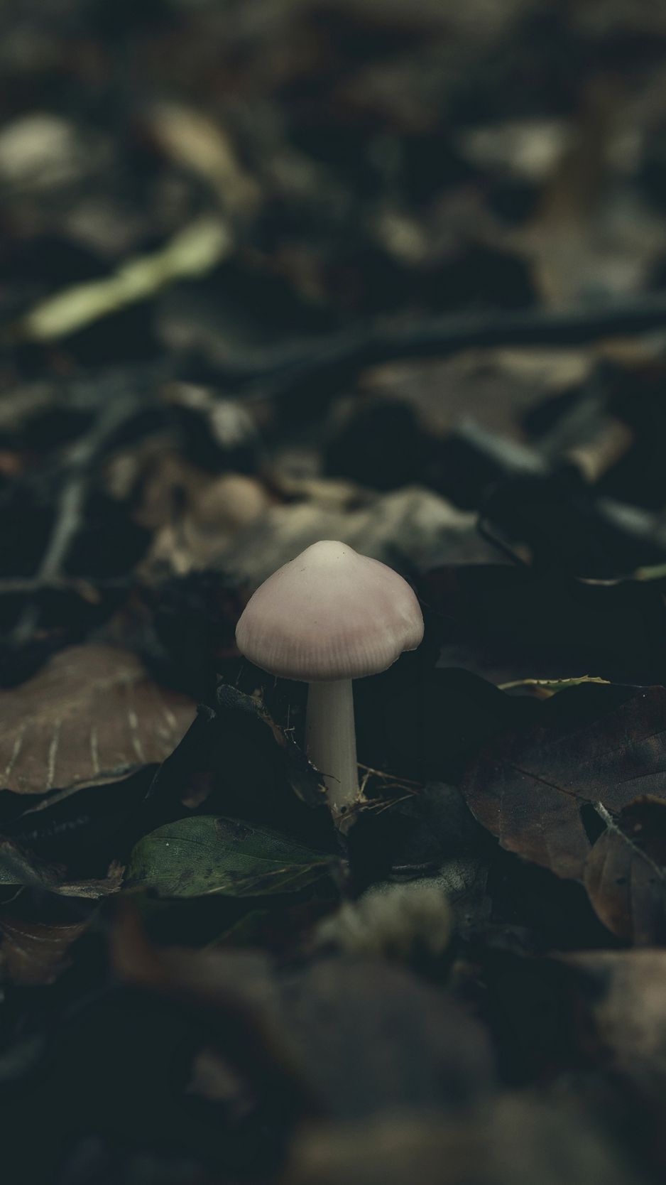 Download Wallpaper 938x1668 Mushroom, Foliage, Autumn Iphone 8 7 6s 6 For Parallax HD Background
