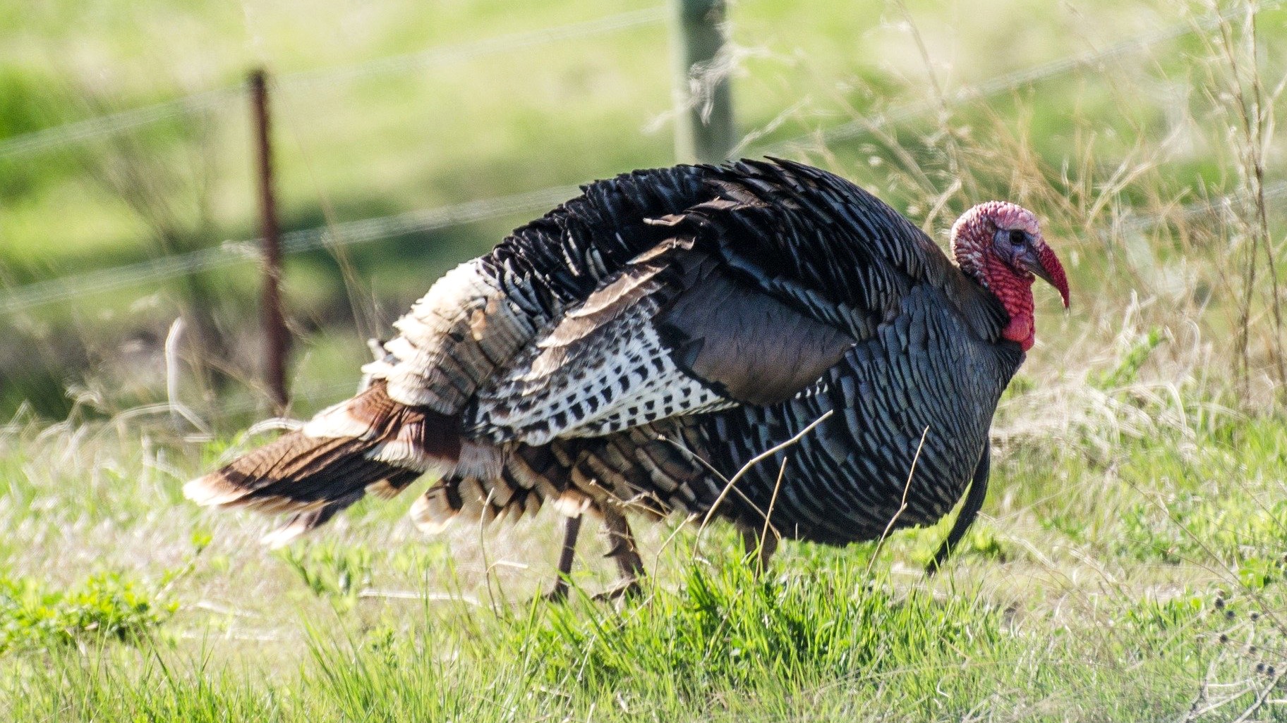 We've Got Your Thanksgiving Small Talk Covered: 10 Fascinating Facts About the Wild Turkey