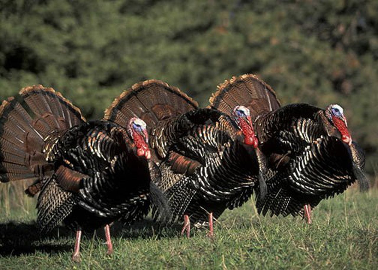 What's the difference between a wild and domestic turkey? 9 things you didn't know