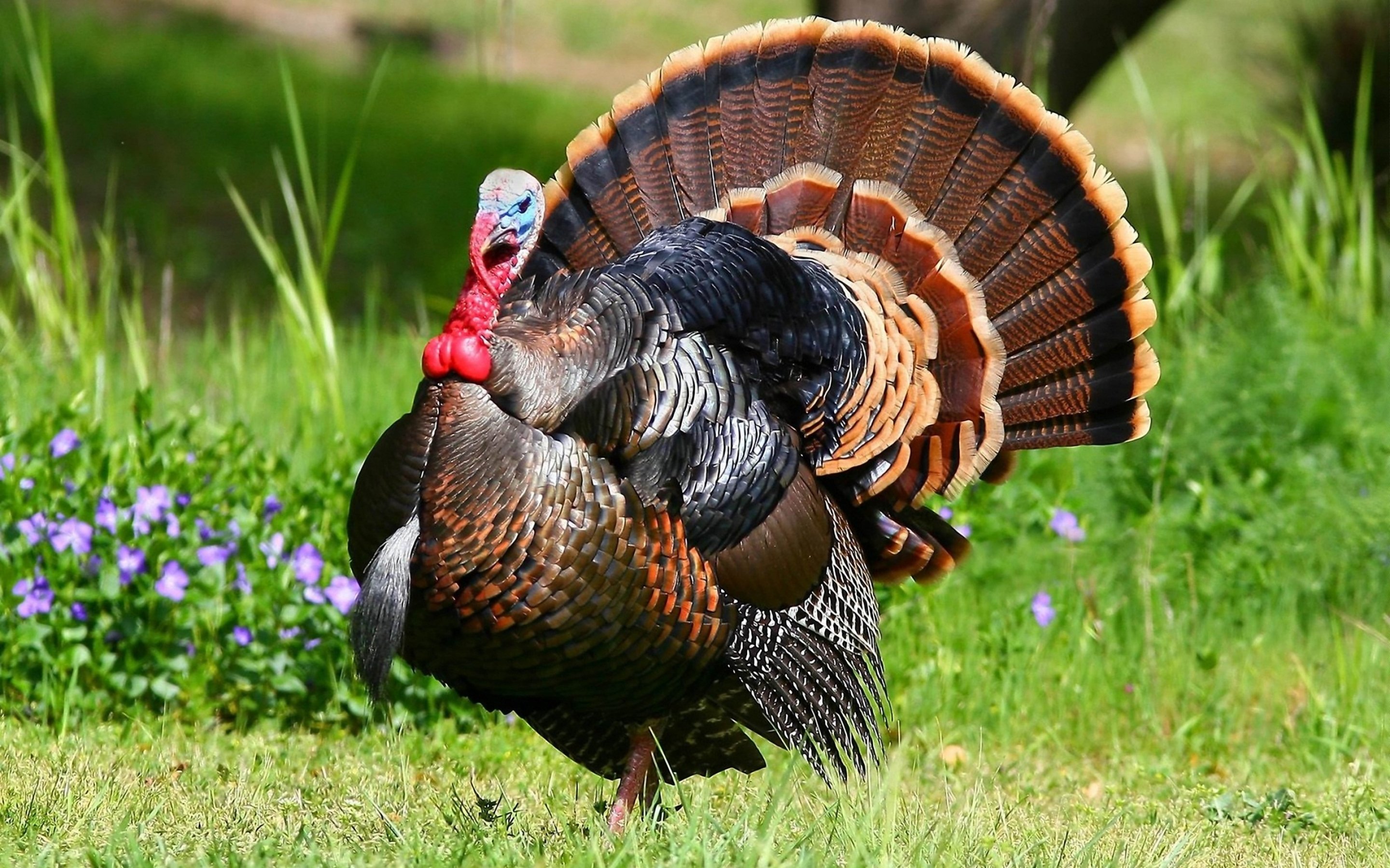 turkey, Bird, Wildlife, Thanksgiving, Nature Wallpaper HD / Desktop and Mobile Background