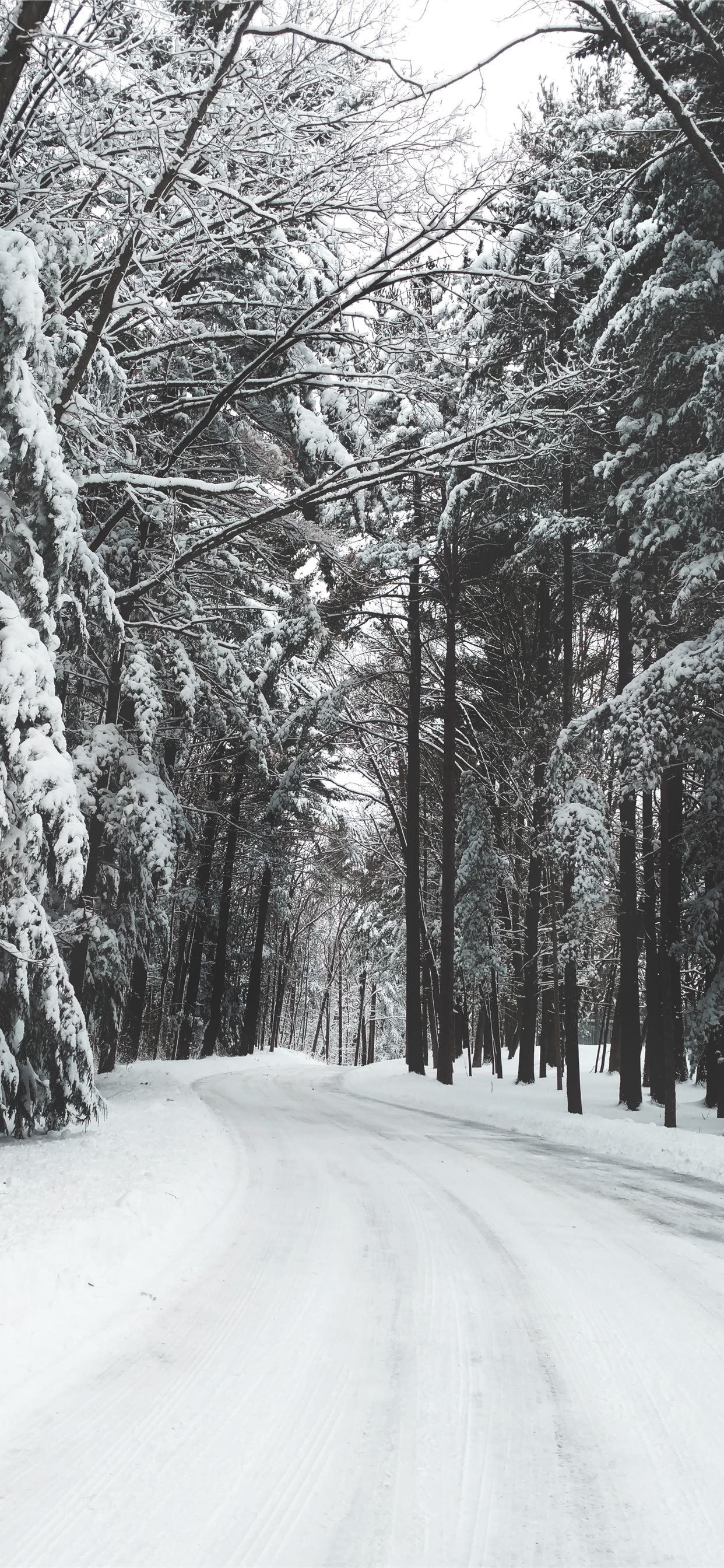 road surrounded by trees during winter iPhone SE Wallpaper Free Download