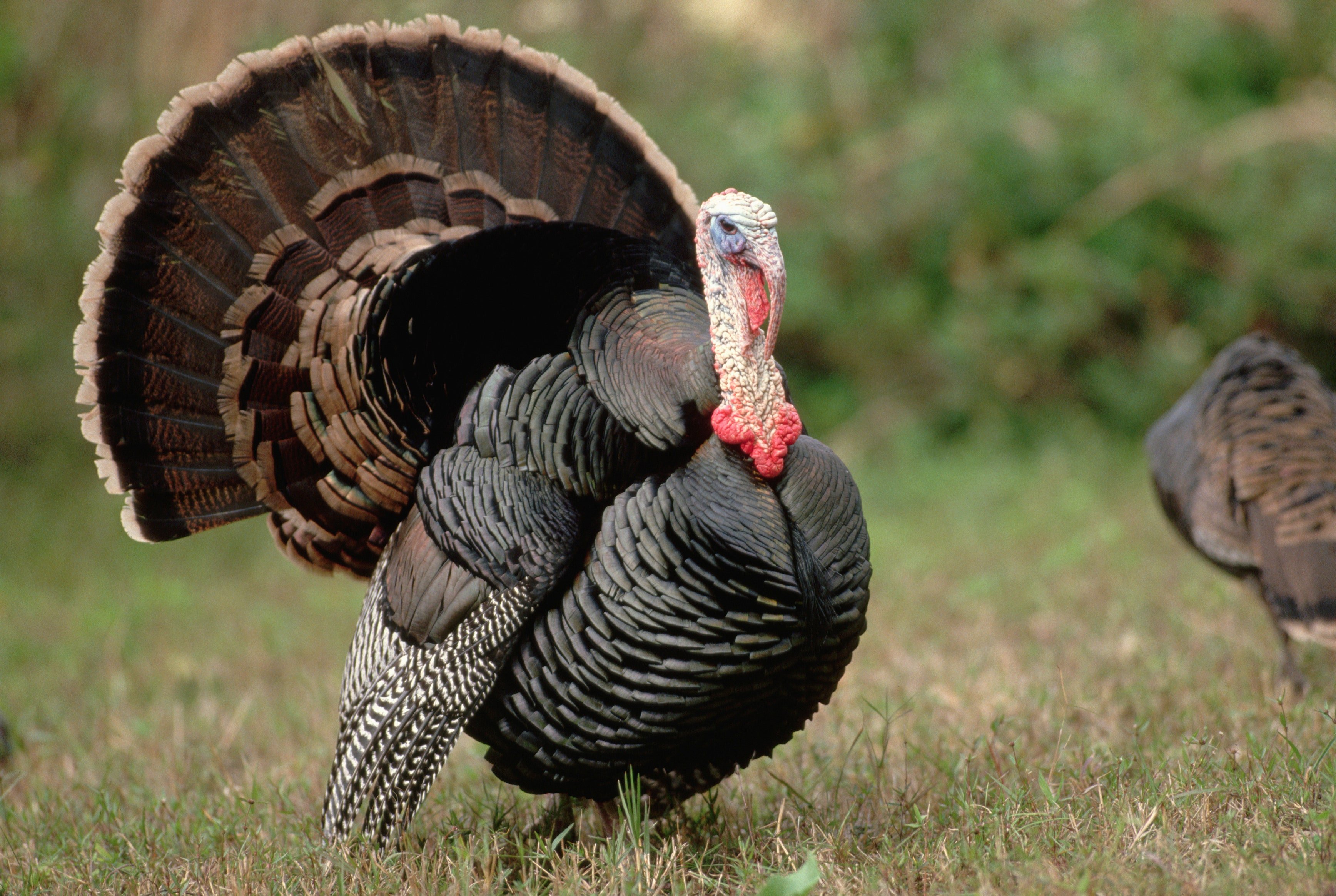 Walmart woodbridge va thanksgiving hours