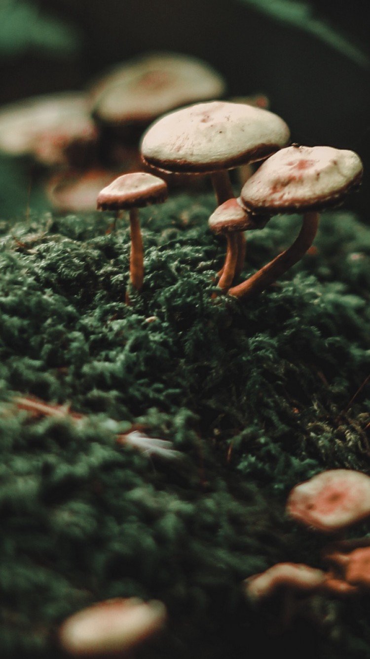 Autumn Mushroom iPhone Wallpapers - Wallpaper Cave
