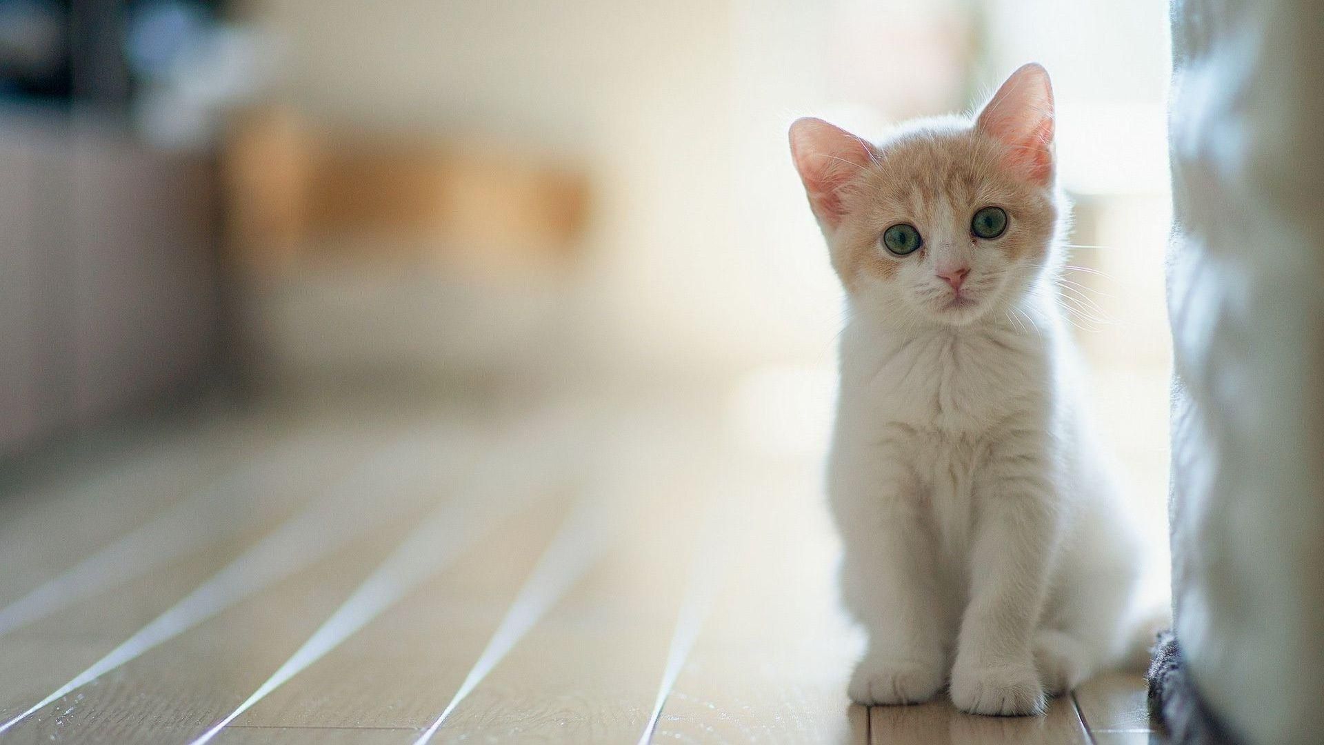 Cute Kitten Desktop Wallpaper