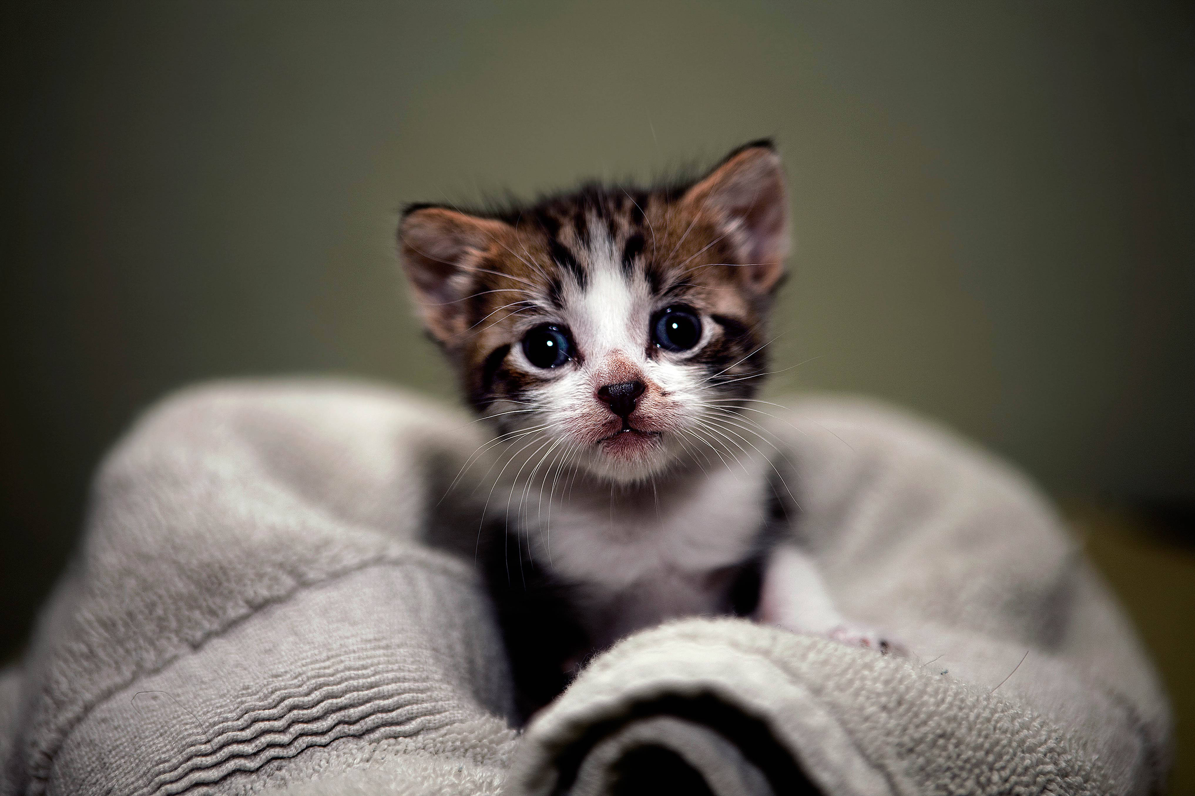 Download Cute Tiny Kitten Wallpaper