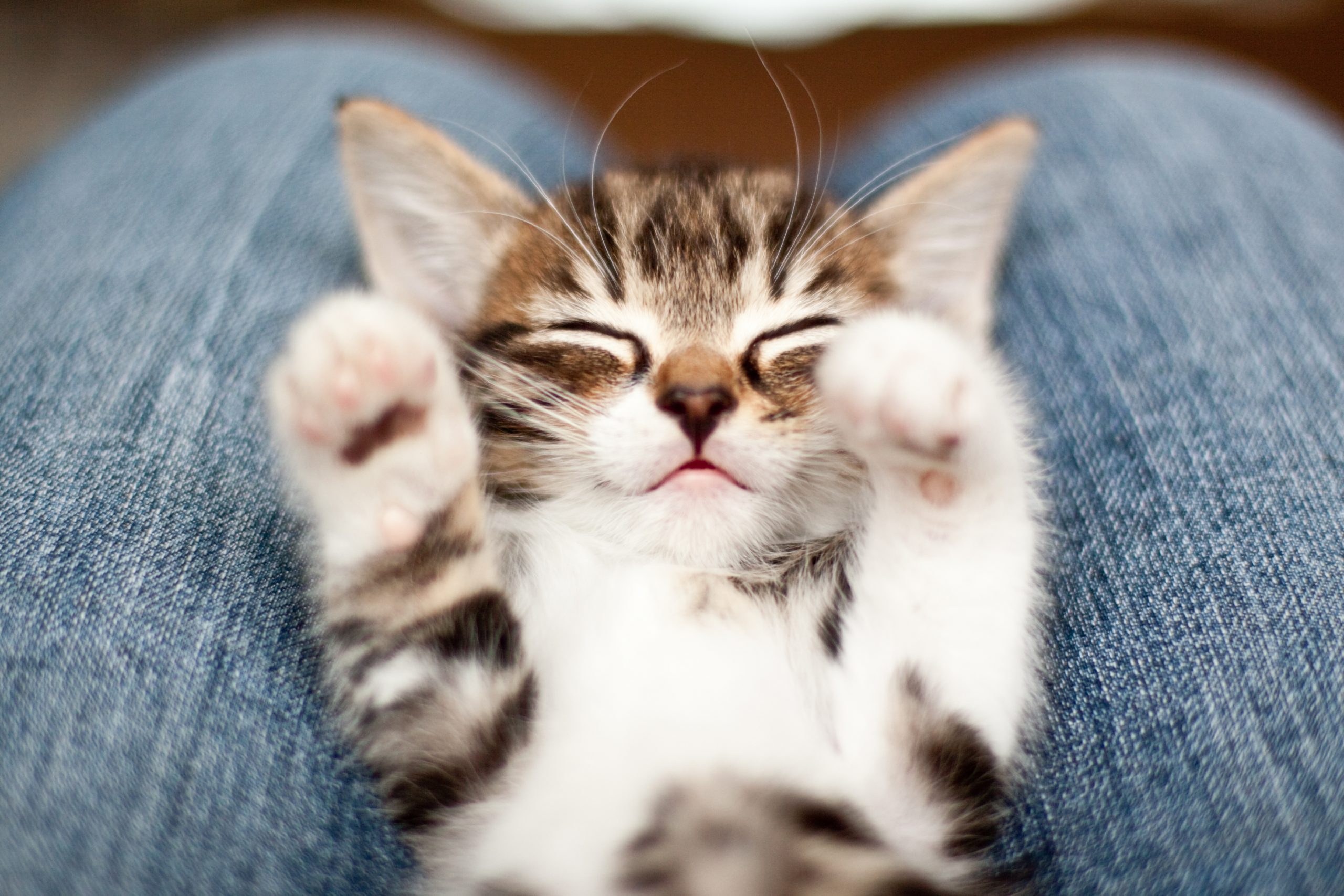 Cute Kittens You Need to See. The Cutest Kitten Photo Ever