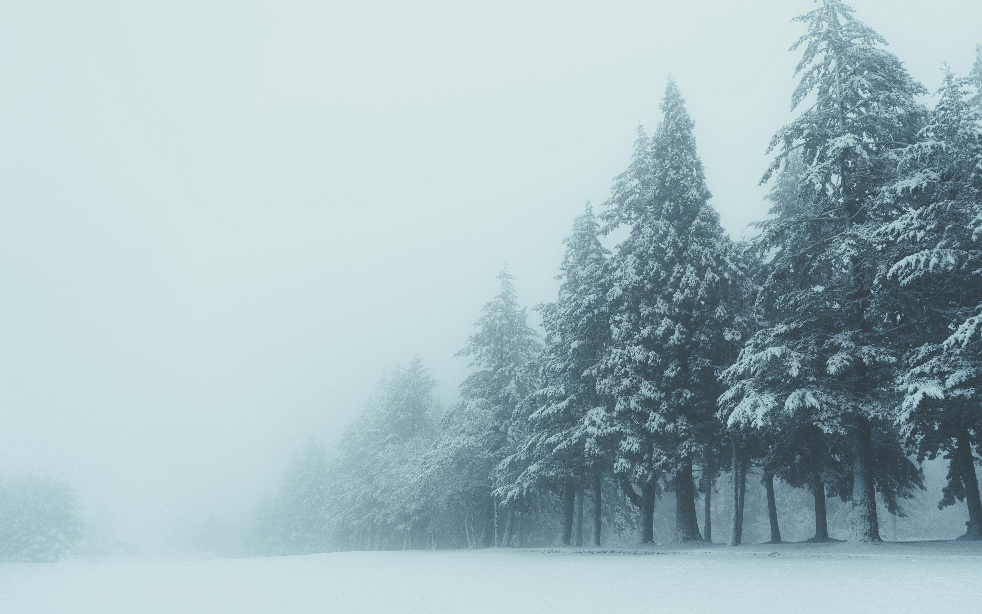 Foggy Winter Forest Wallpaper