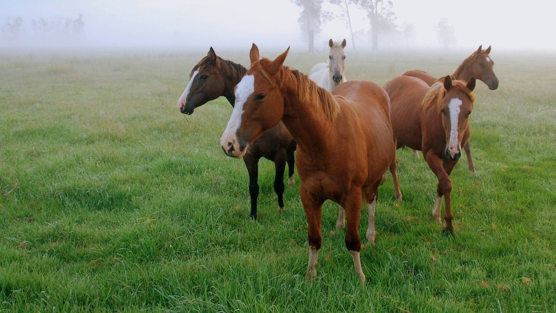 Quarter Horse Wallpaper