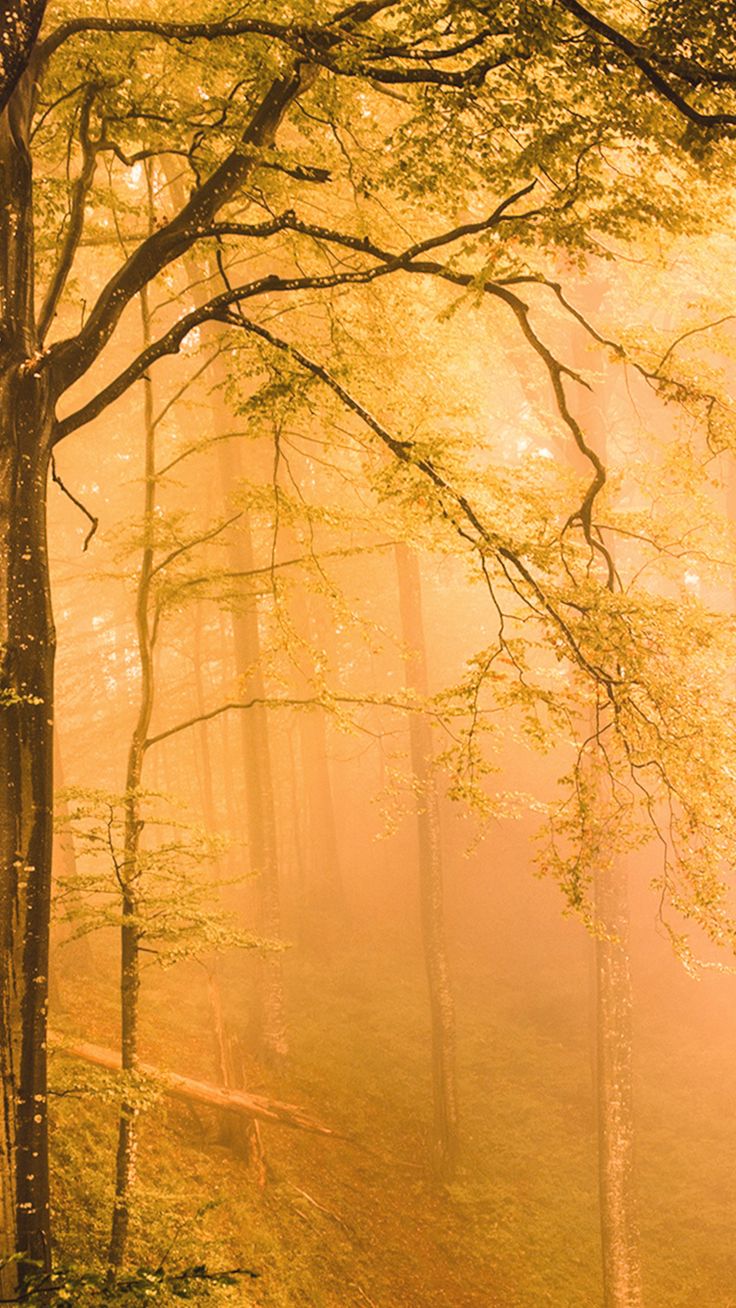 Wallpaper Autumn Dreamy Forest Free To Download. Forest art, Art inspiration, Yellow tree wallpaper