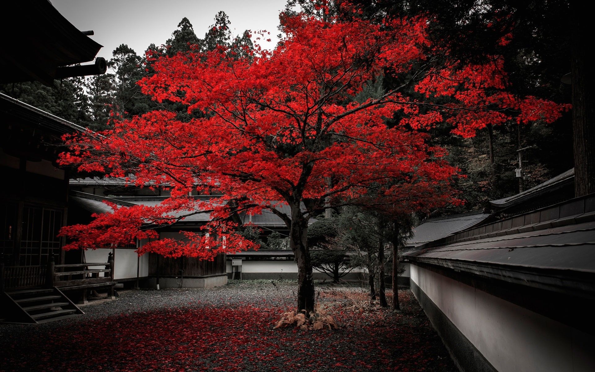 HD wallpaper: Japan, house, tree, red leaves, autumn. Обои, Обои на рабочий стол, Природа