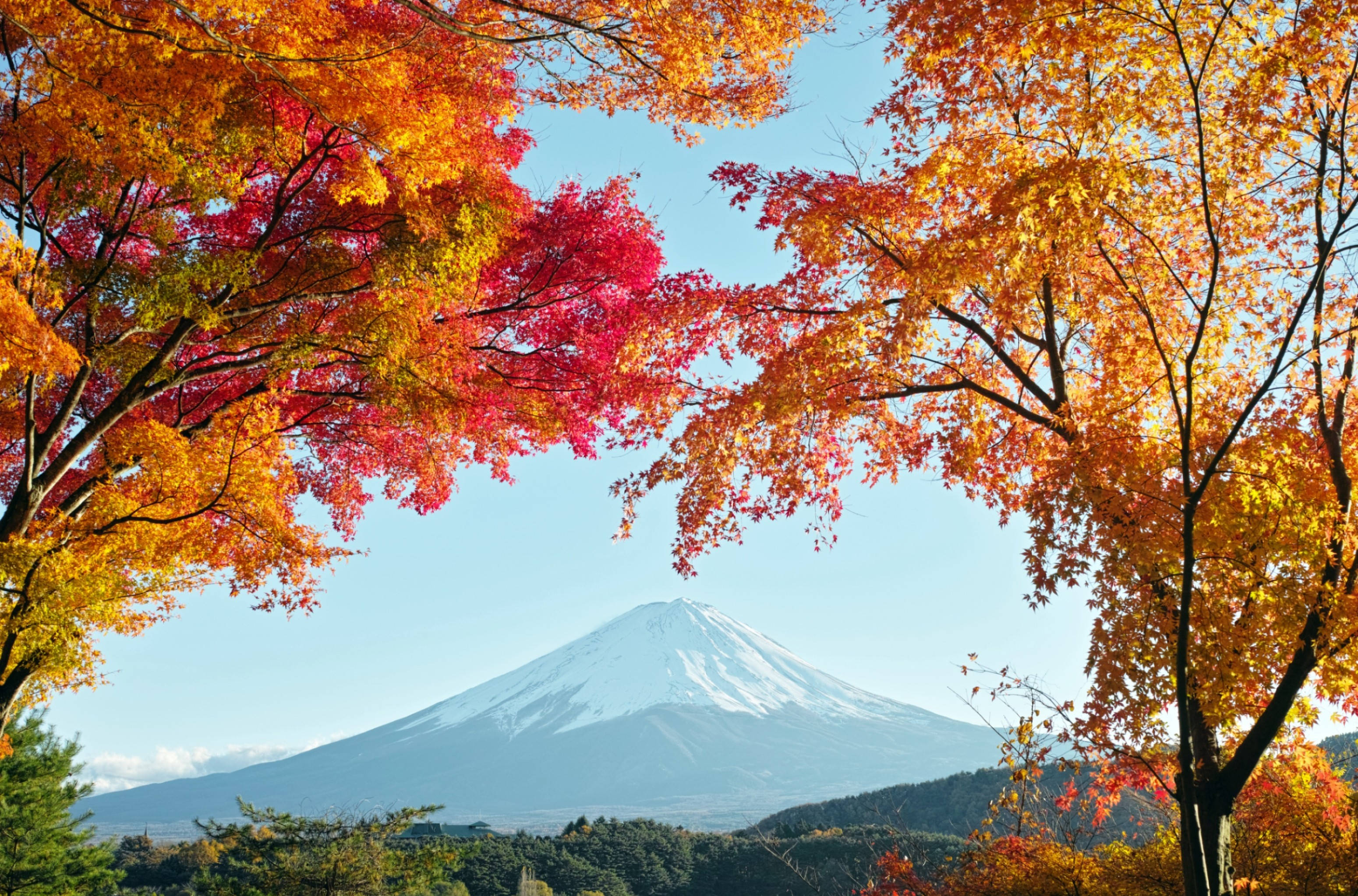 Download Autumn Trees And Mount Fuji Wallpaper