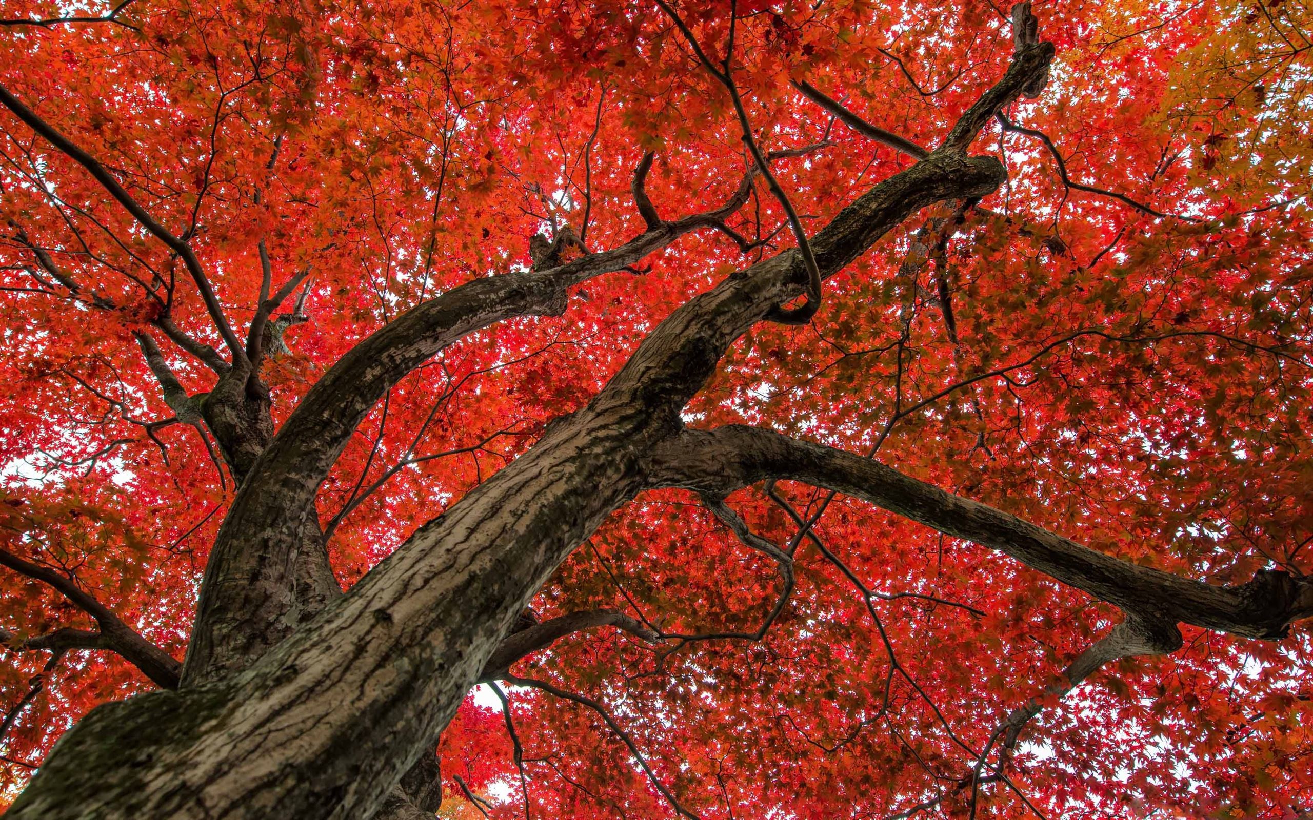Japanese Maple Late Autumn Scene Mac Wallpaper Download