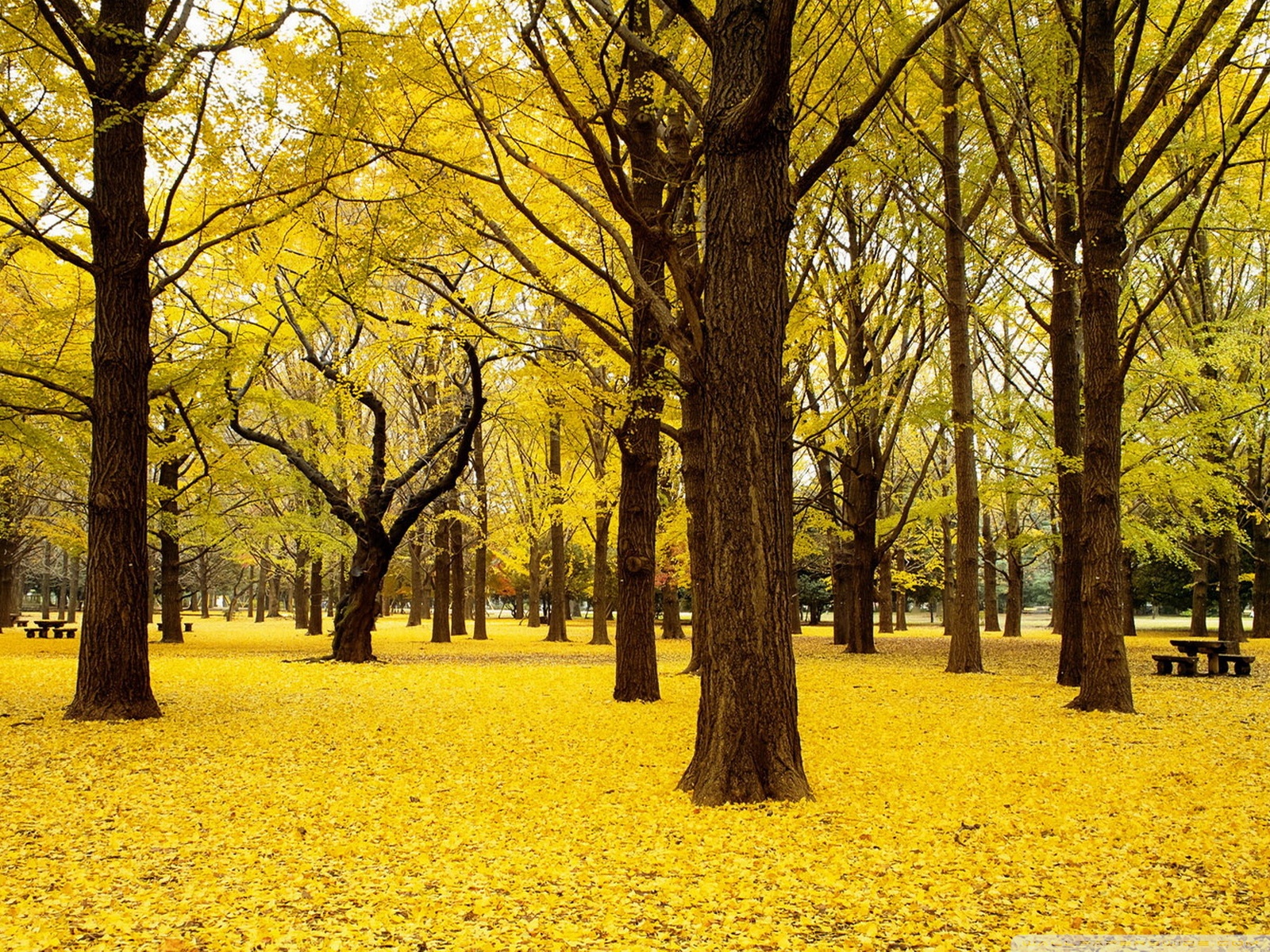 Yellow Autumn in Japan Ultra HD Desktop Background Wallpaper for 4K UHD TV, Tablet
